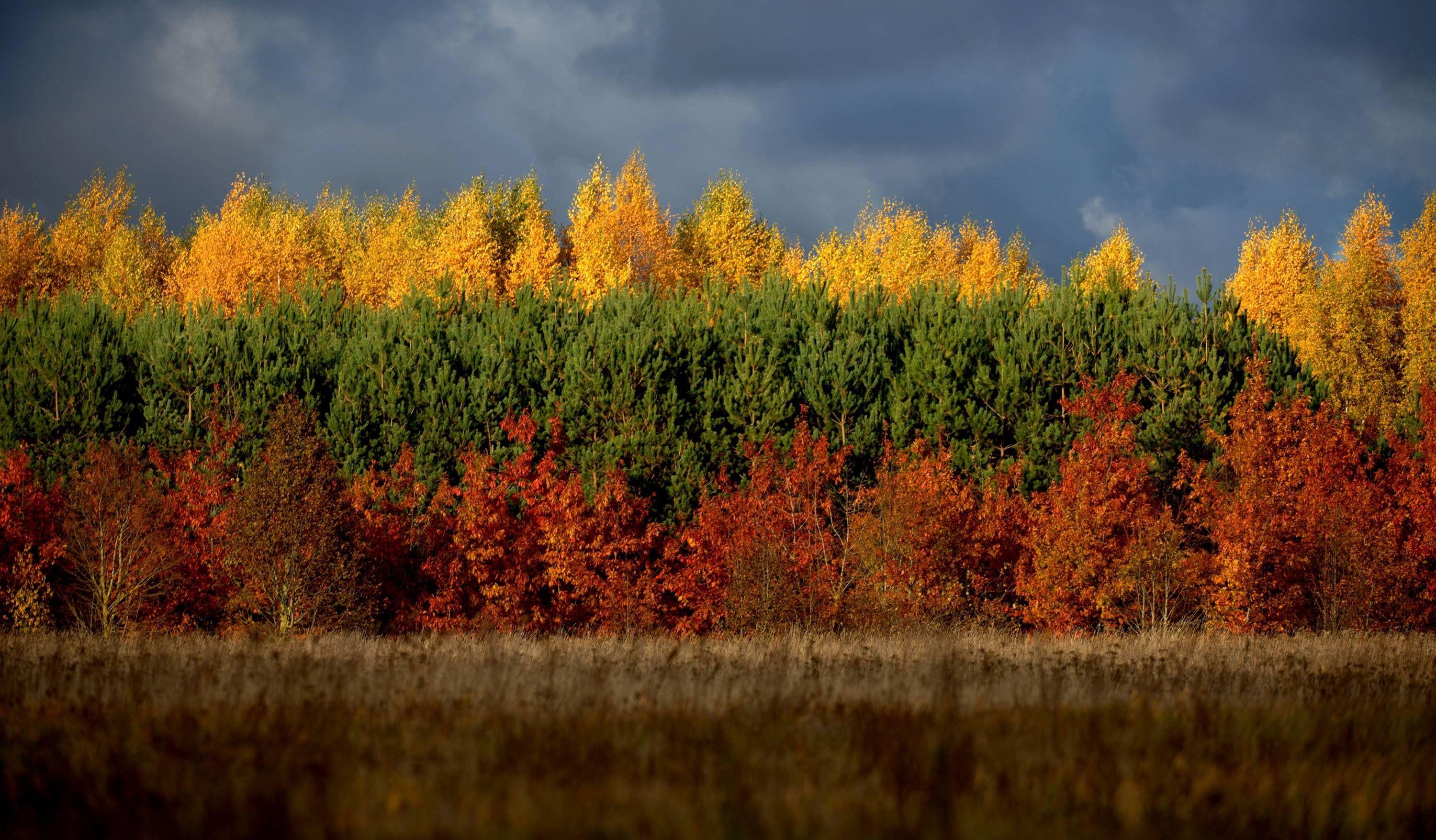 3000x1756 Autumn in Lithuania [OC] [3000x1756]. Lithuanian flag, Lithuania, Scenery