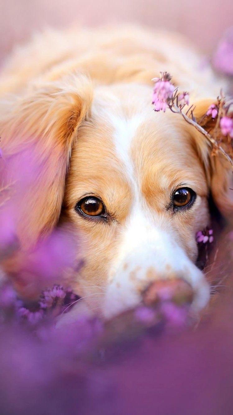 Cute Dog iPhone Wallpapers - Top Free Cute Dog iPhone Backgrounds