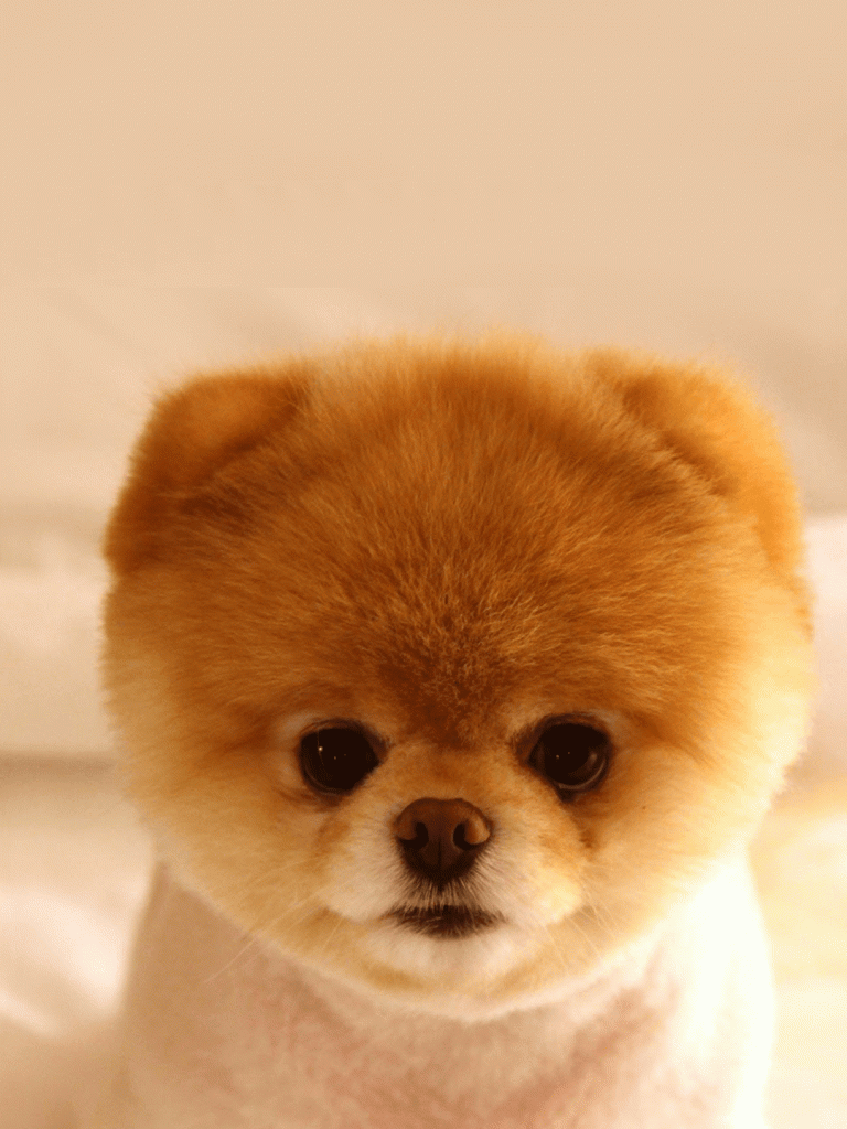 768x1024 Free download Cute Puppy iPhone Wallpaper Top Cute Puppy iPhone [1080x1920] for your Desktop, Mobile & Tablet. Explore Cute Dog Phone Wallpaper. Cute Dog Wallpaper, Cute Dog Wallpaper, Cute Dog Background