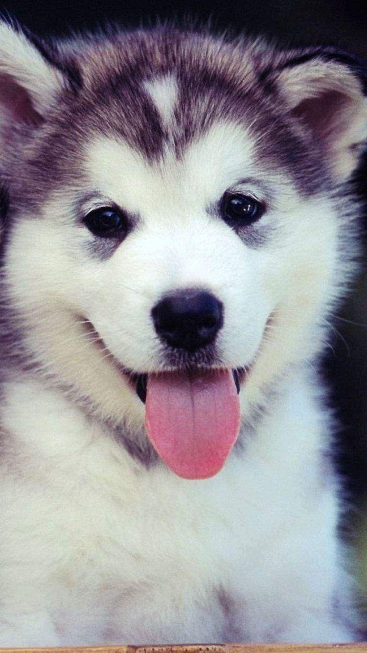 750x1334 Download Wallpaper Puppies, Couple, Blue, Face, Cute, Dogs Wallpaper iPhone