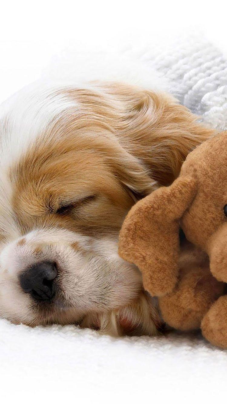 750x1334 iPhone Wallpaper Cute Dog