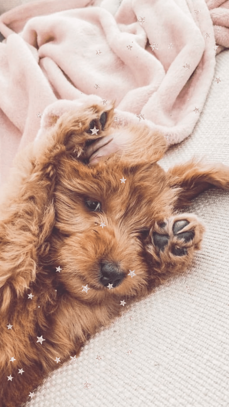 750x1334 Free Cute iPhone Wallpaper With HD Quality