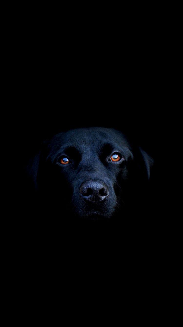 750x1334 Cute Animals iPhone Wallpaper You Would Love to Download