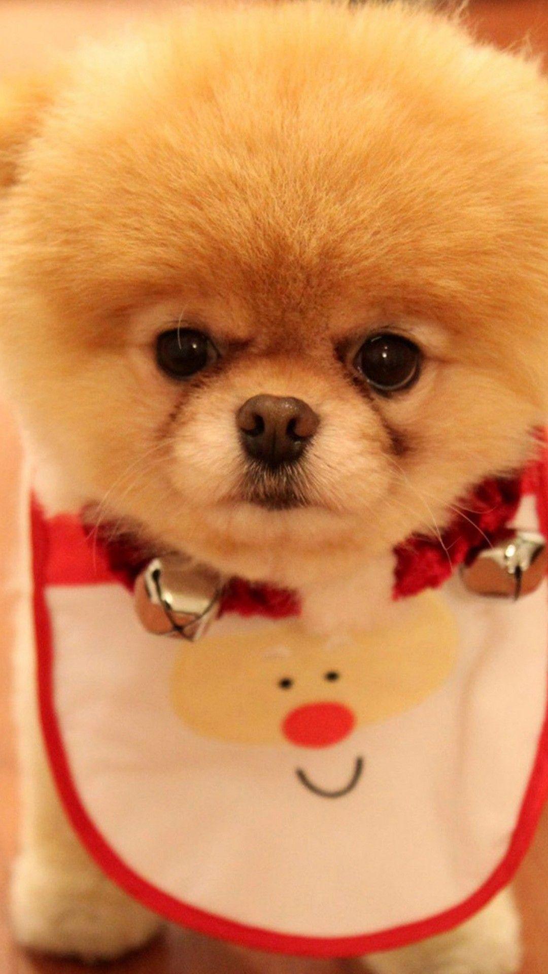 1080x1920 Cute Dogs HD Wallpaper for iPhone 7