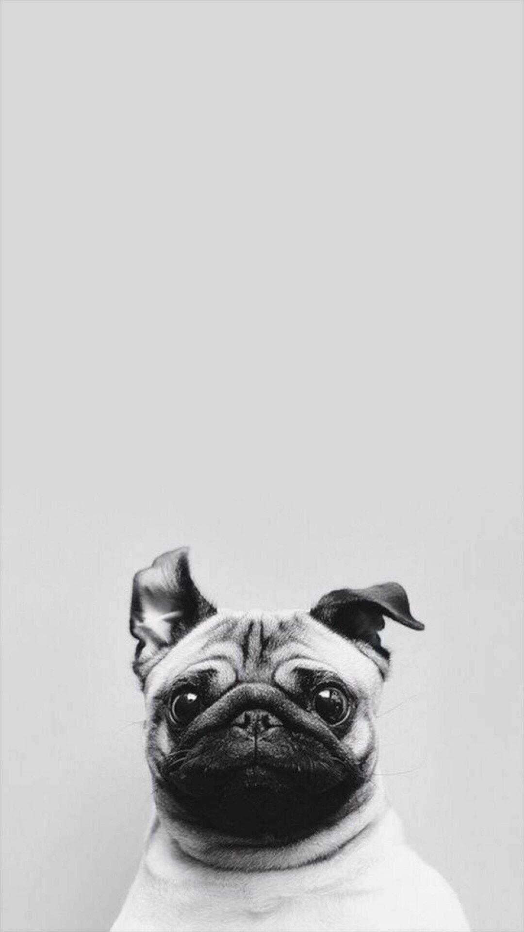 1080x1920 Funny Puppy Dog Simple Macro IPhone 6 Wallpaper Download. IPhone Wallpaper, IPad Wallpaper One Stop Download. Dog Wallpaper Iphone, Pug Wallpaper, Pugs