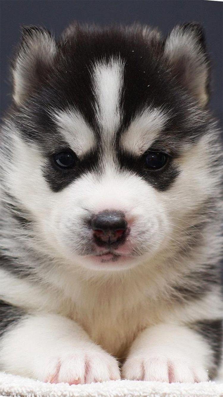 750x1334 Free download Dog Cute Puppies Wallpaper for iPhone Animals Phone Background [1080x1920] for your Desktop, Mobile & Tablet. Explore Cute Dog Phone Wallpaper. Cute Dog Wallpaper, Cute Dog Wallpaper