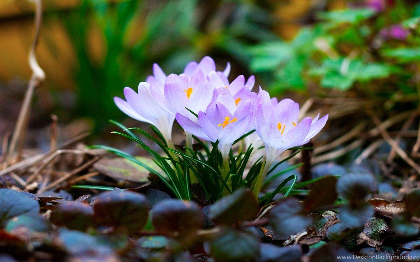 1680x1050 High Resolution Beautiful Nature Spring Wallpaper HD 9 Full Size. Desktop Background