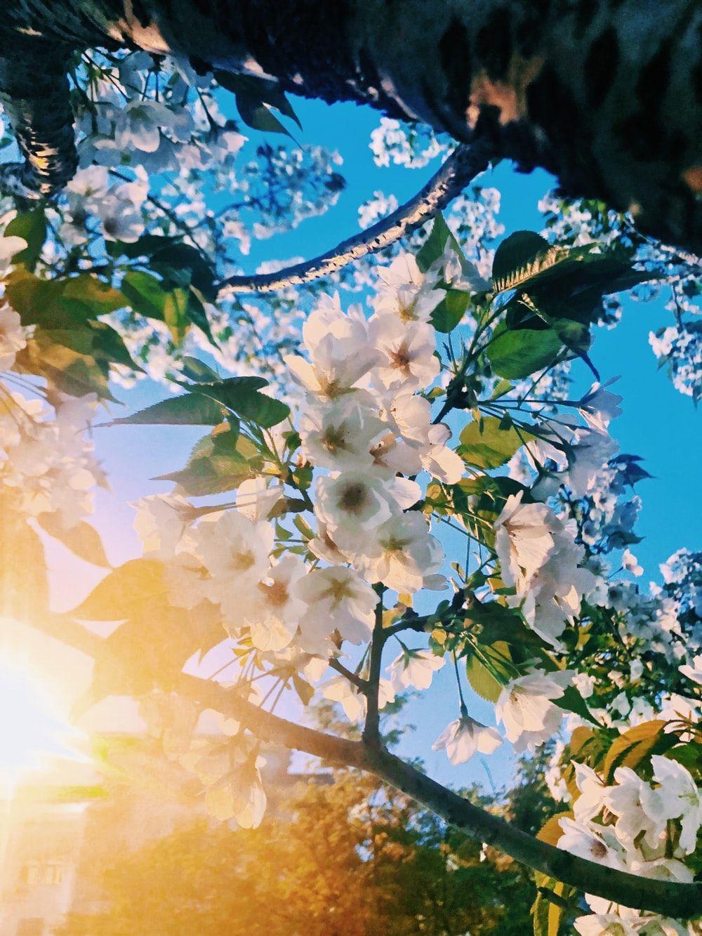 1000x1333 Spring Wallpaper: Free HD Download [HQ]