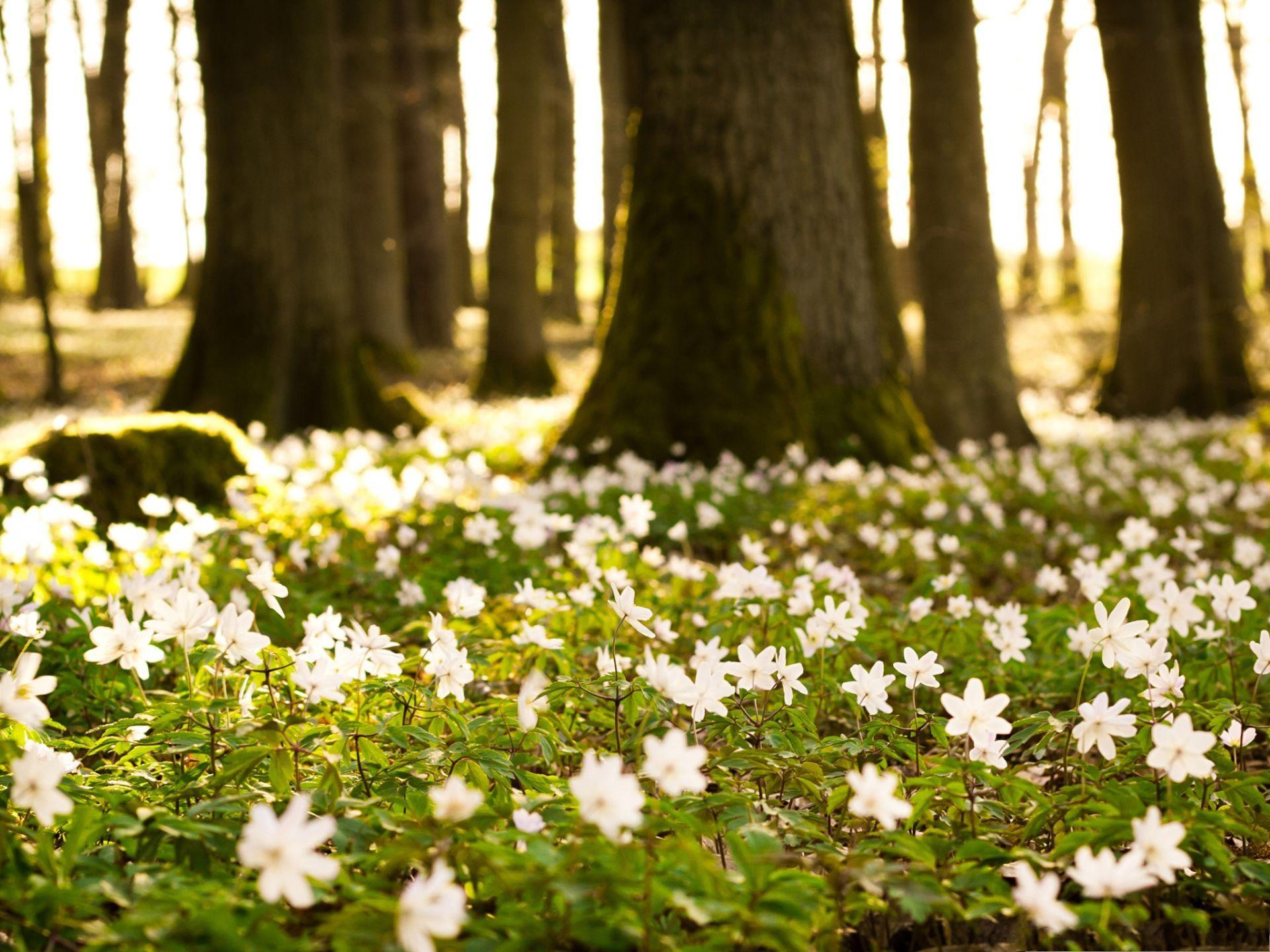 1920x1440 Spring Flowers Wallpaper