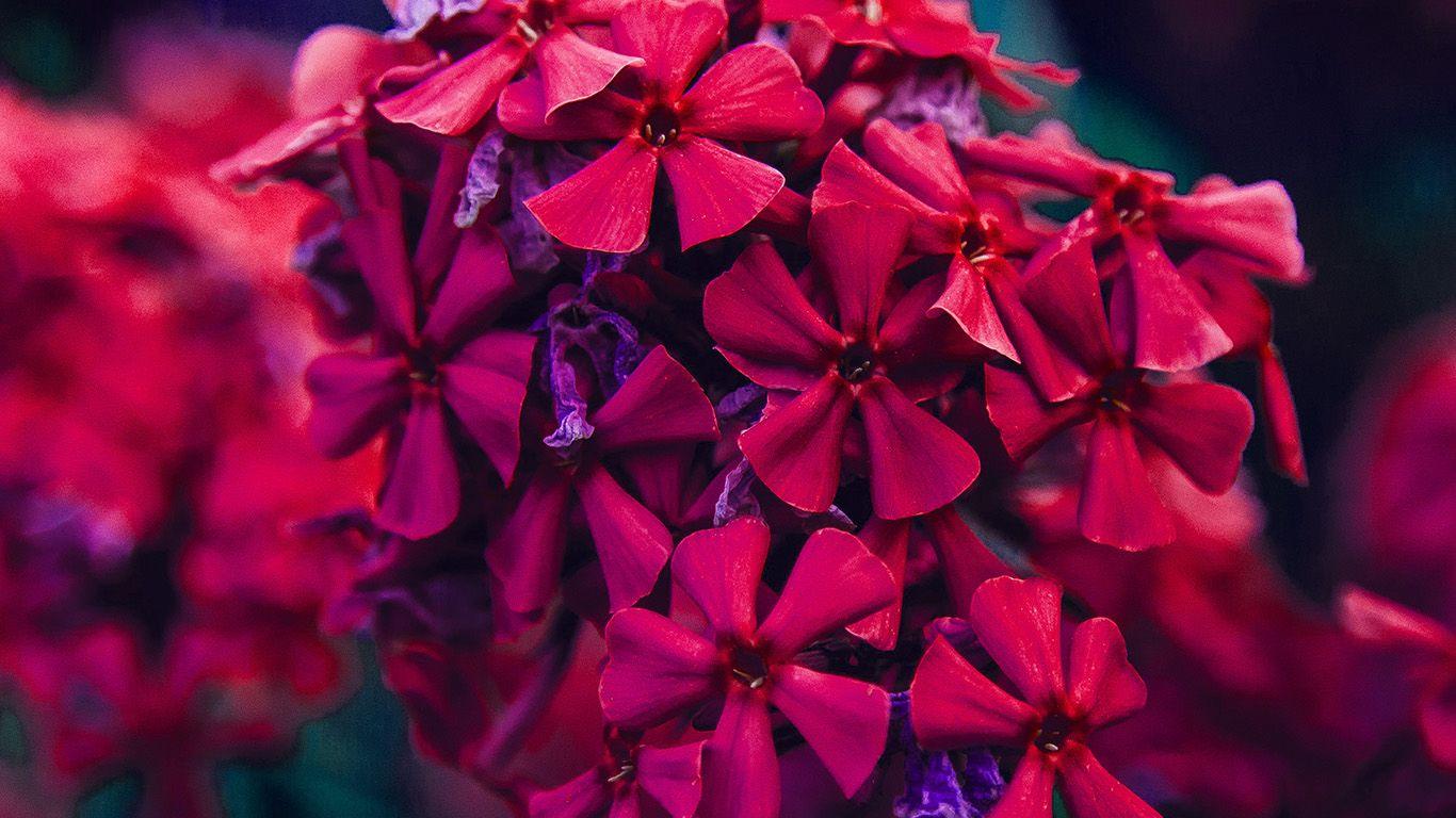 1366x768 Nature Flower Red Blossom Beautiful Spring Wallpaper