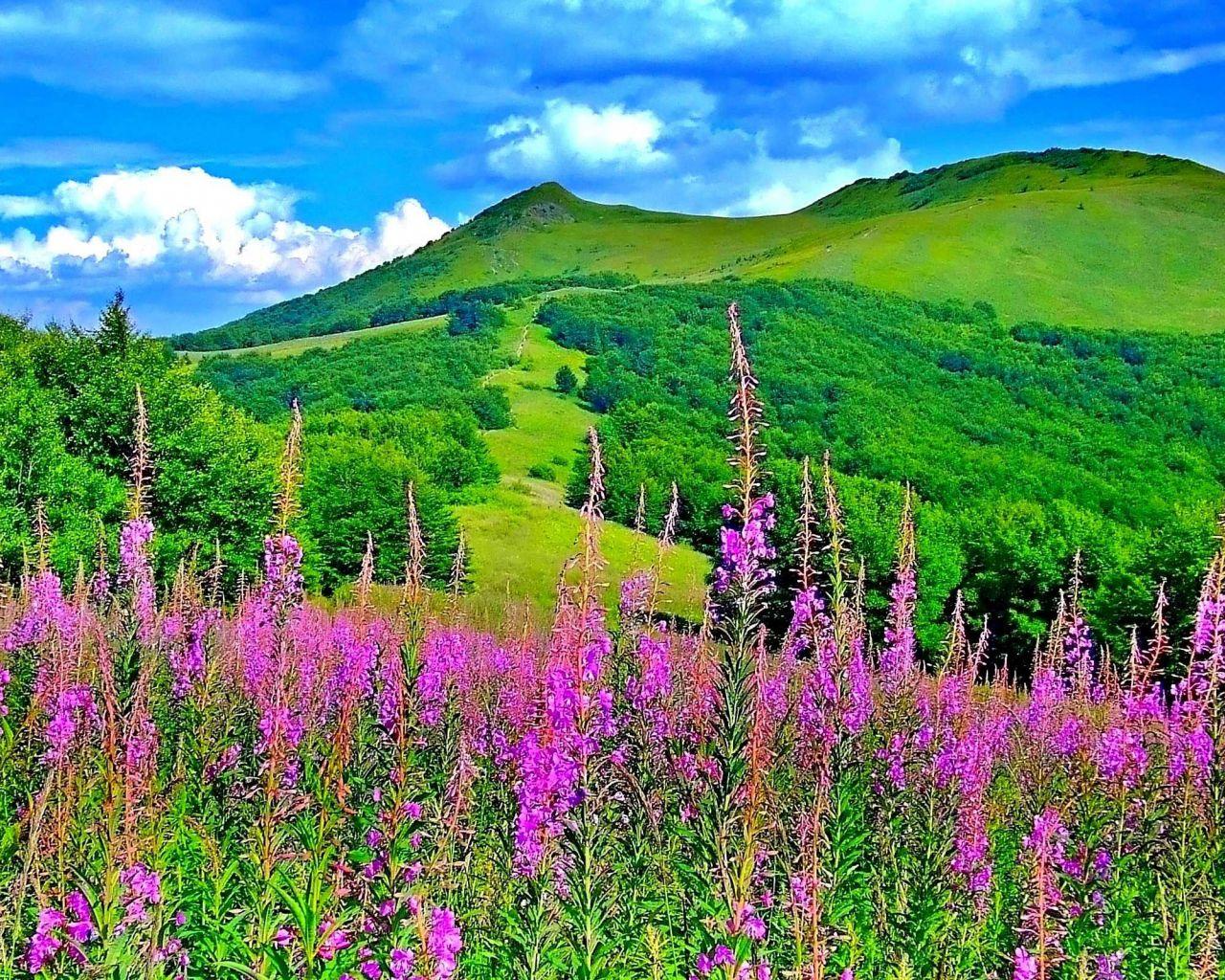 1280x1024 Free download Beautiful Nature Spring Wallpaper HD Picture 4 HD Hd High [2560x1600] for your Desktop, Mobile & Tablet. Explore HD Spring Wallpaper. Spring Picture For Wallpaper, Spring Desktop