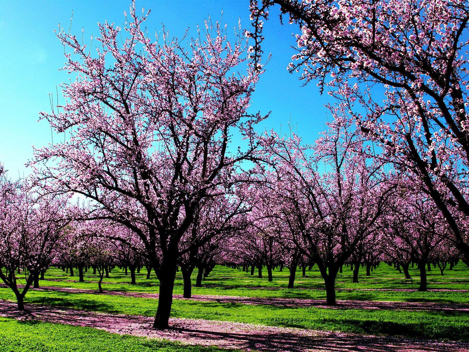 1600x1200 Beautiful Spring Background