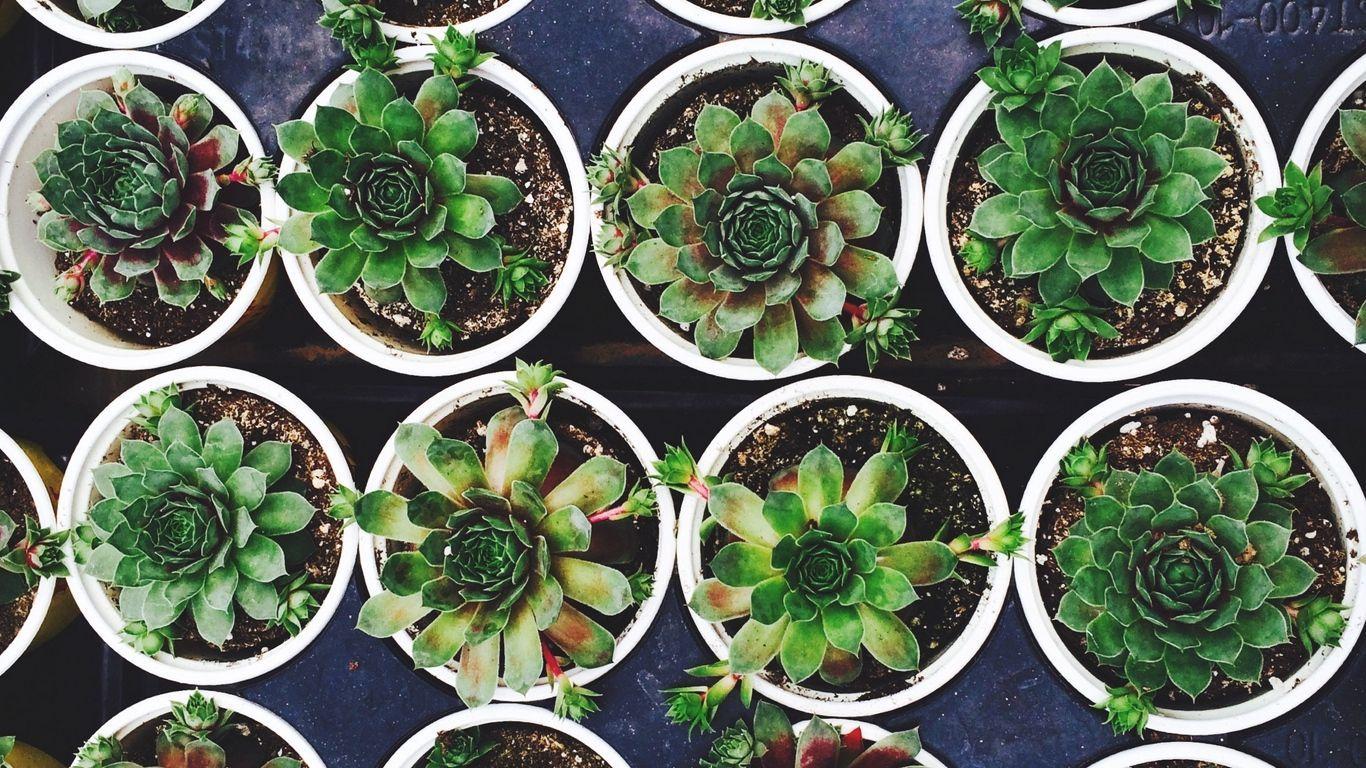 1366x768 Laptop Background Aesthetic Plants / Botanical Gardens Tropical Plants Photography Photography Design Visual Plant Wallpaper Dark Wallpaper Aesthetic Desktop Wallpaper aesthetic wallpaper for laptop