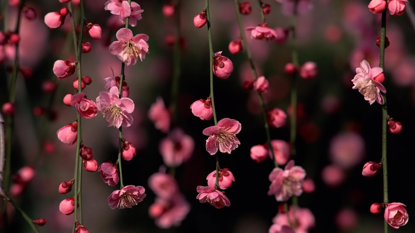 1366x768 Laptop Wallpaper Free