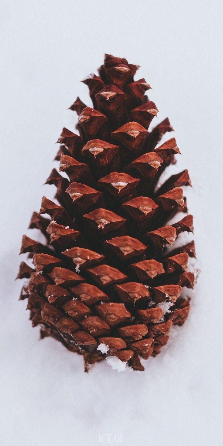 Snow Cone Wallpapers - Top Free Snow Cone Backgrounds - WallpaperAccess