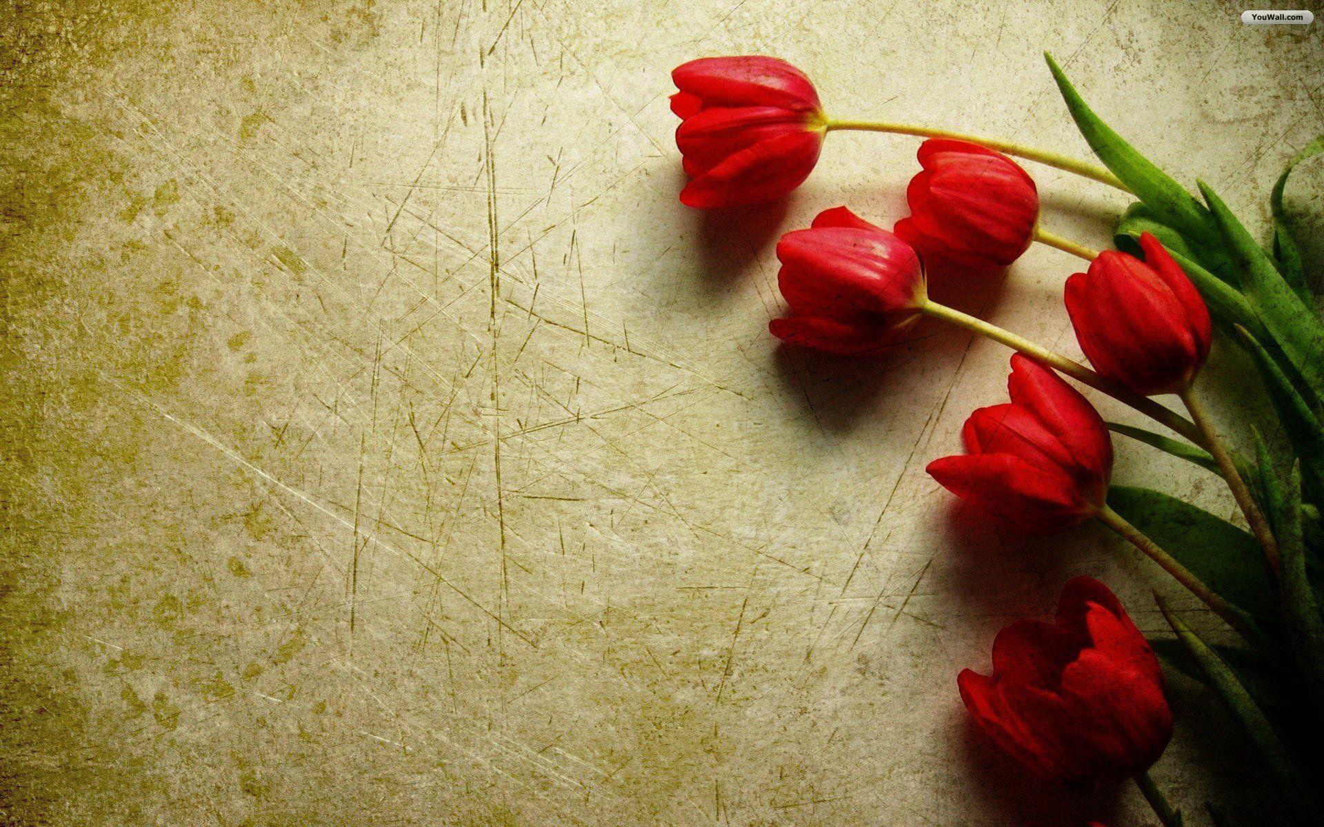 1920x1200 Red Tulip Wallpaper