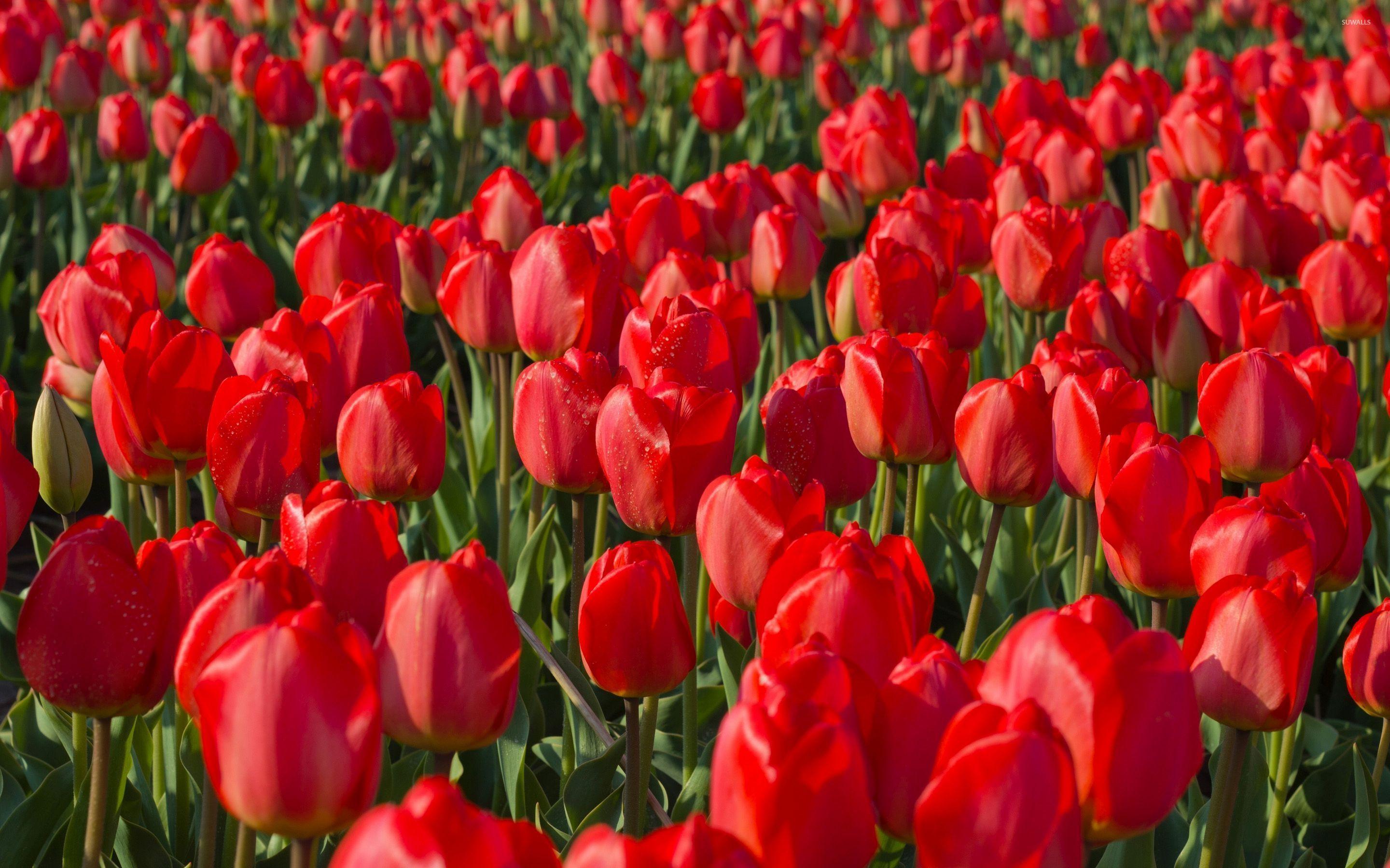 Red Tulips Wallpapers - Top Free Red Tulips Backgrounds - WallpaperAccess