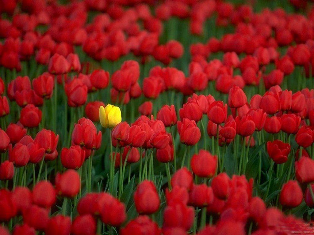 1024x768 Free download Flowers Wallpaper Red Tulips Flowers Wallpaper [1024x768] for your Desktop, Mobile & Tablet. Explore Red Tulips Wallpaper. Tulip Wallpaper, HD Wallpaper Red