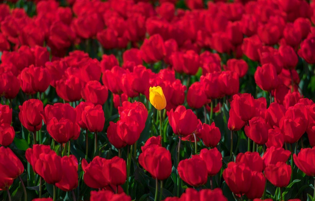1332x850 Wallpaper tulips, buds, a lot, red tulips, yellow Tulip image for desktop, section цветы