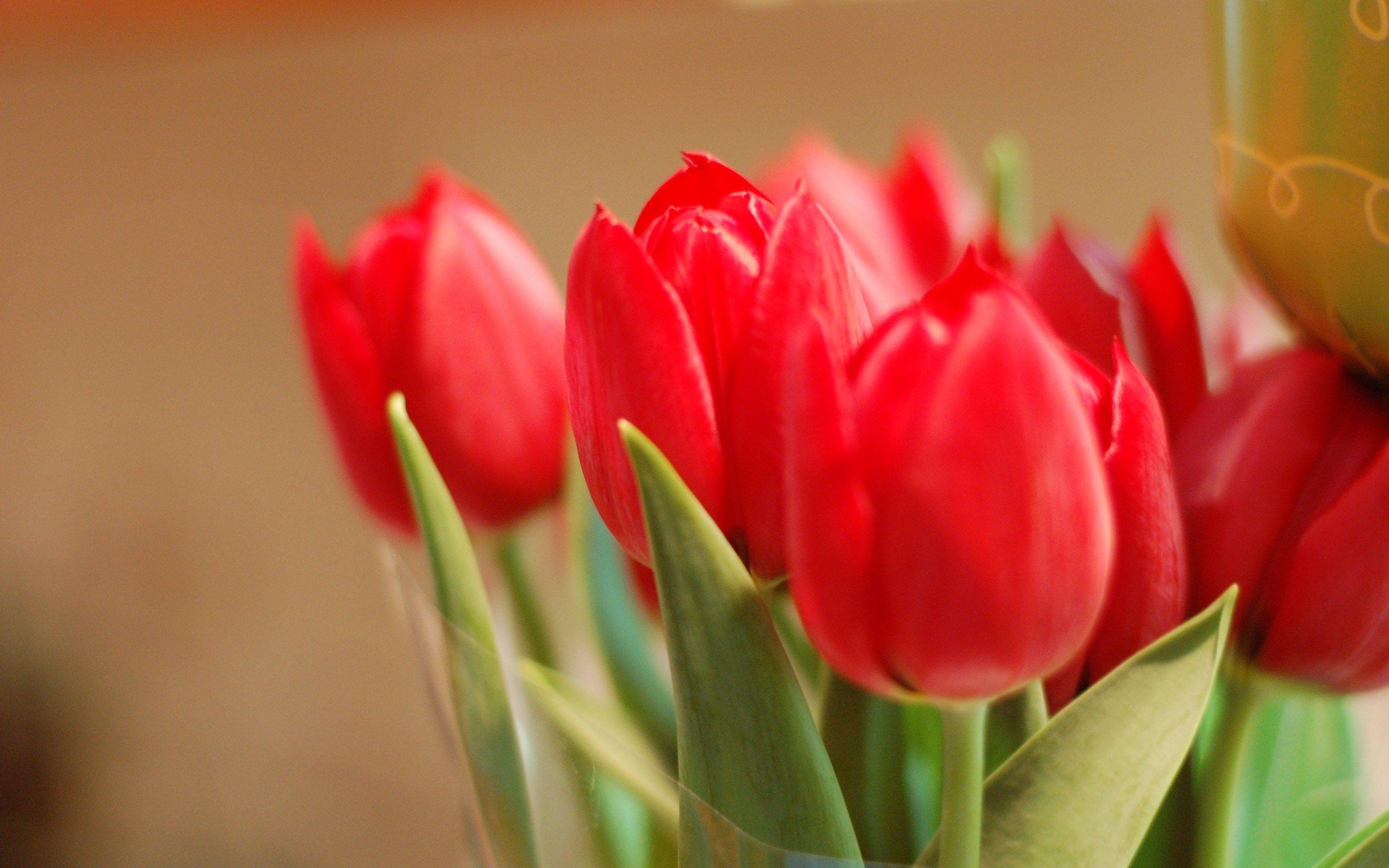 2560x1600 Flowers Red Tulips