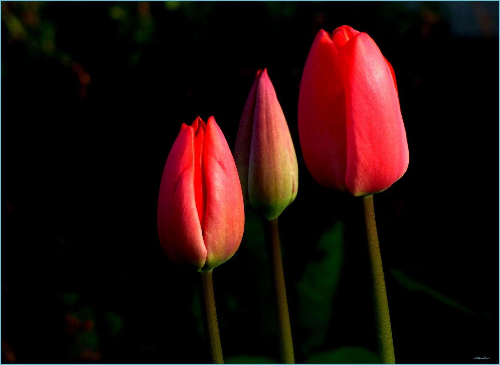 1648x1203 Three Red Tulips Flower HD Wallpaper Flare Tulip Wallpaper