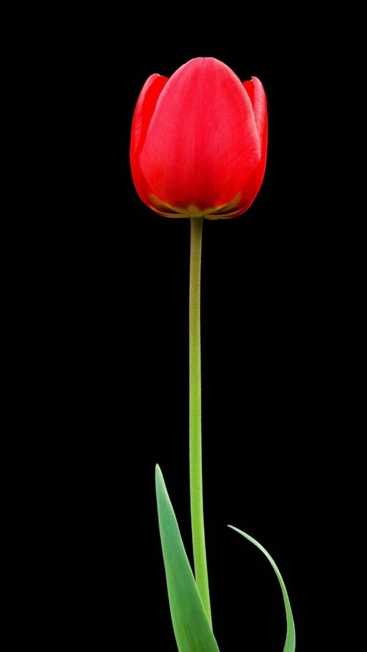 720x1280 Red Tulip wallpaper