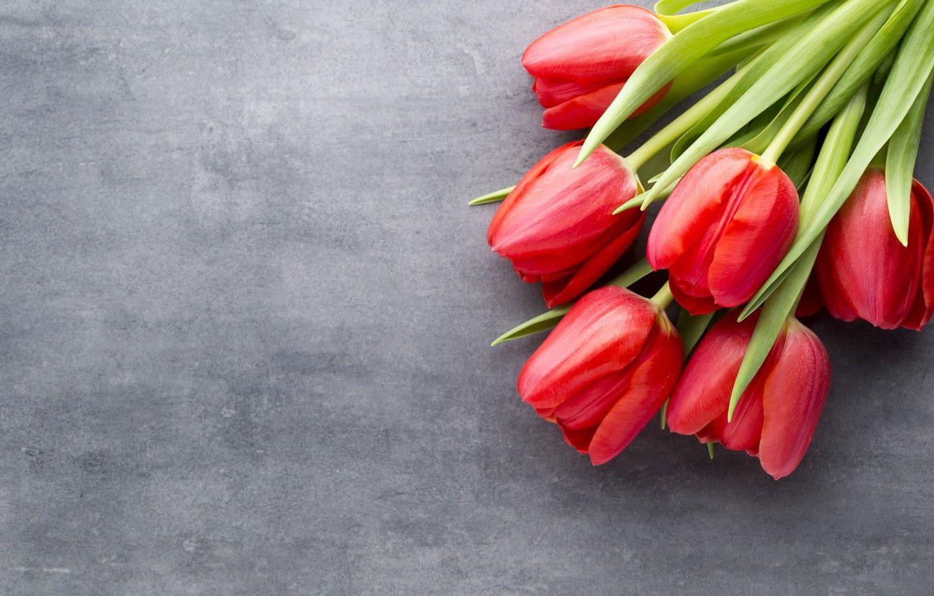 1332x850 Wallpaper flowers, bouquet, tulips, red, red, fresh, flowers, beautiful, tulips, spring image for desktop, section цветы