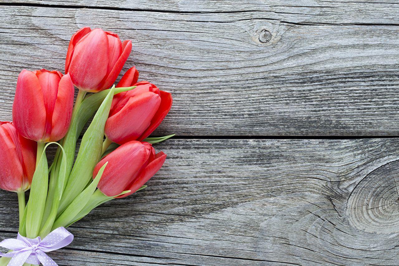 1280x853 Wallpaper Red tulip Flowers boards