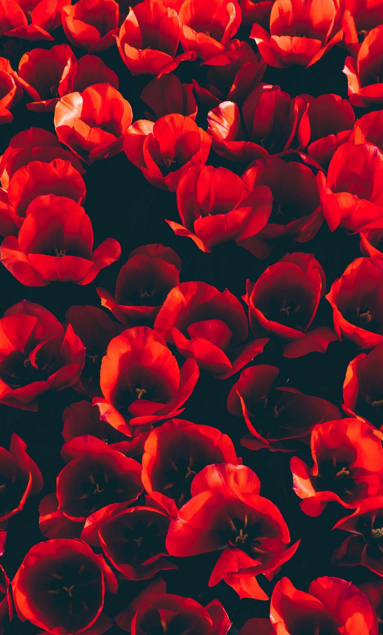 1280x2120 Download 1280x2120 wallpaper decoration, red tulips, flowers, iphone 6 plus, 1280x2120 HD image, background, 15039