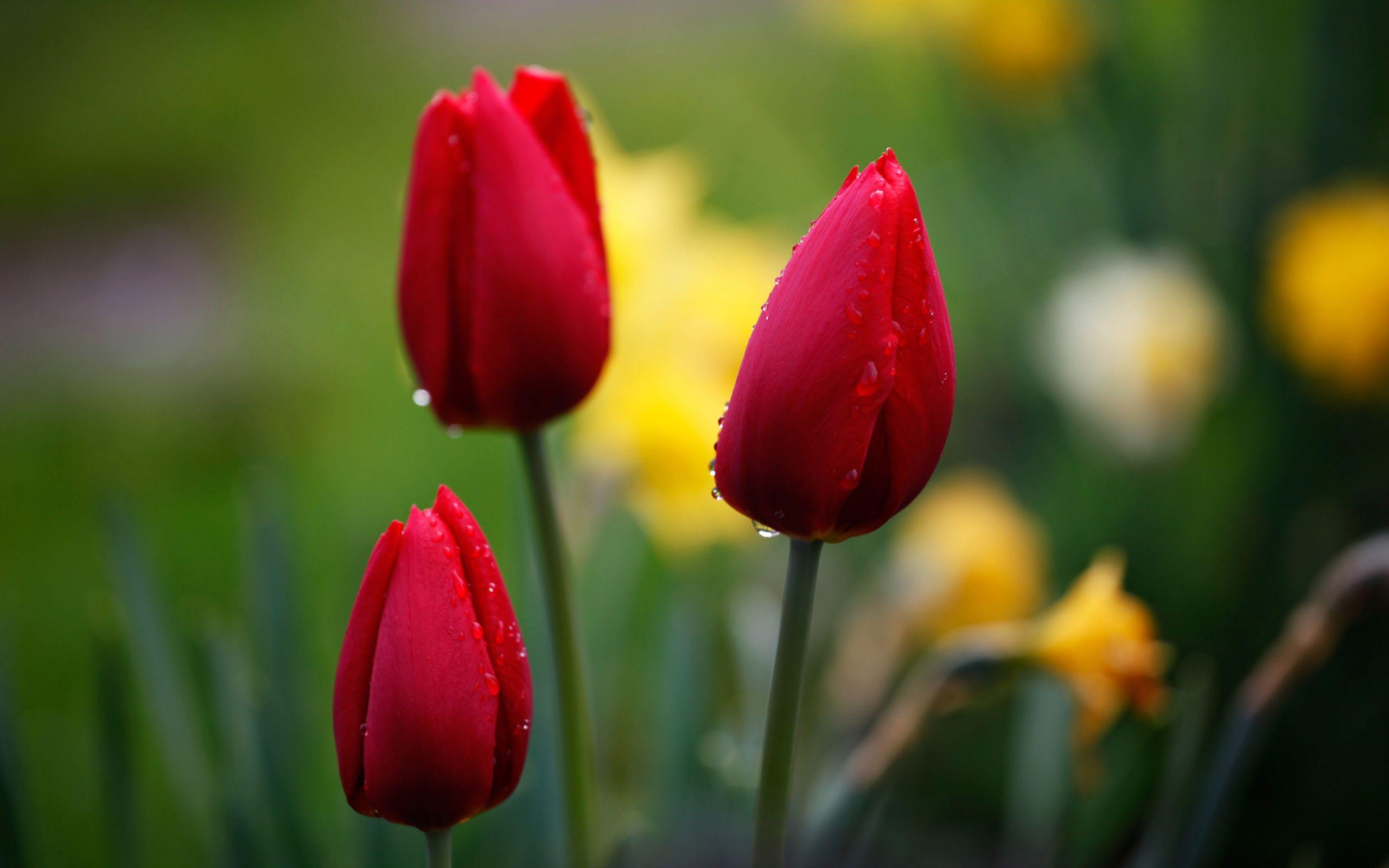 Red Tulip Wallpapers - Top Free Red Tulip Backgrounds - WallpaperAccess