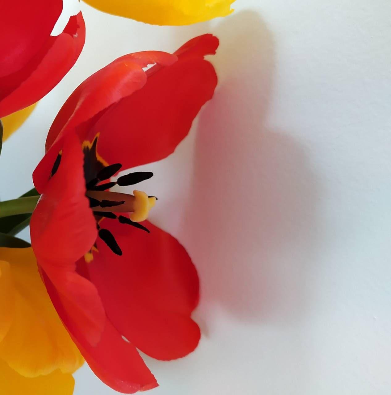 1267x1280 Red tulip wallpaper