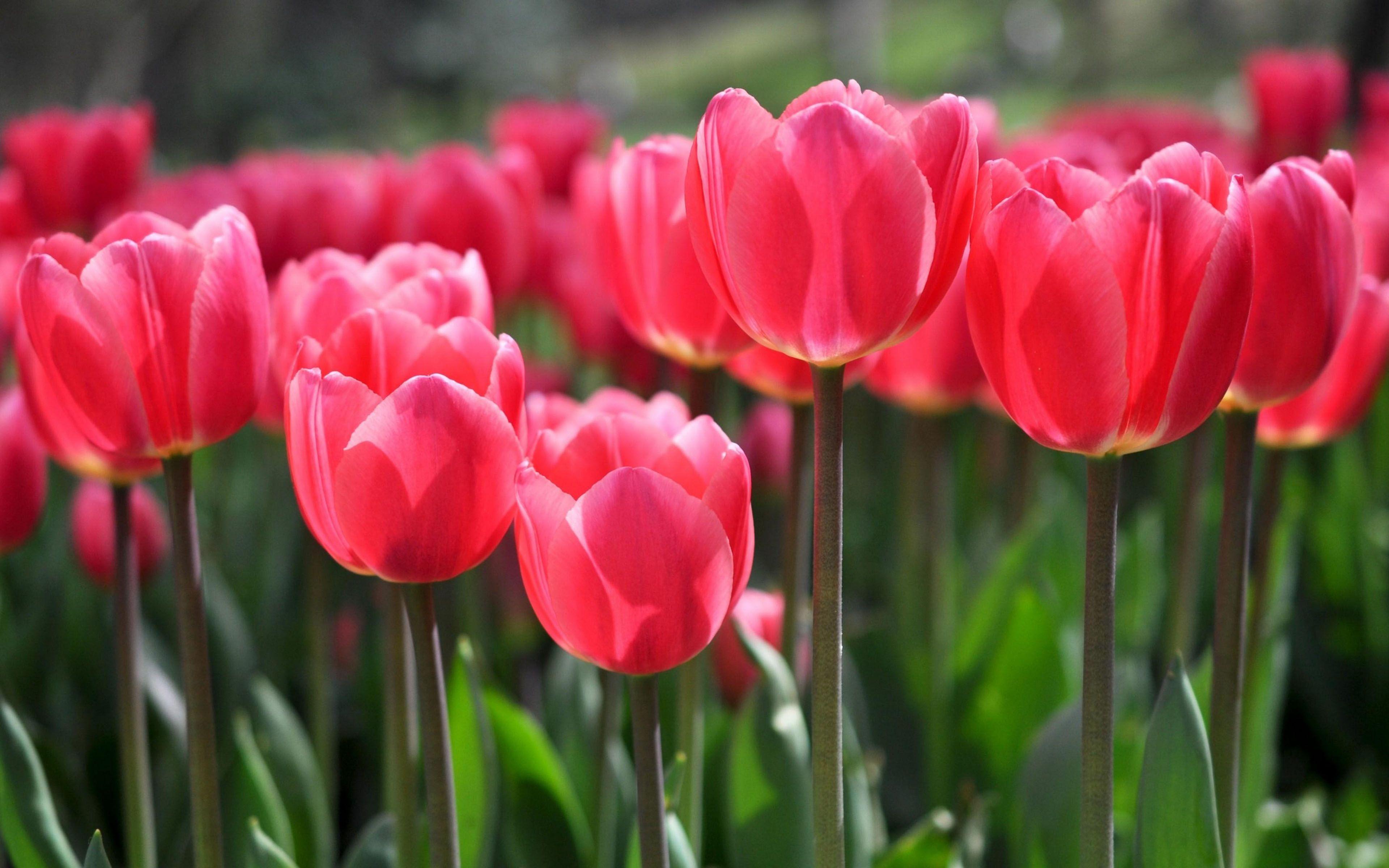 3840x2400 Gardening Red Tulip Wallpaper Flowers Blooming Tulip Flowers Wallpaper HD :