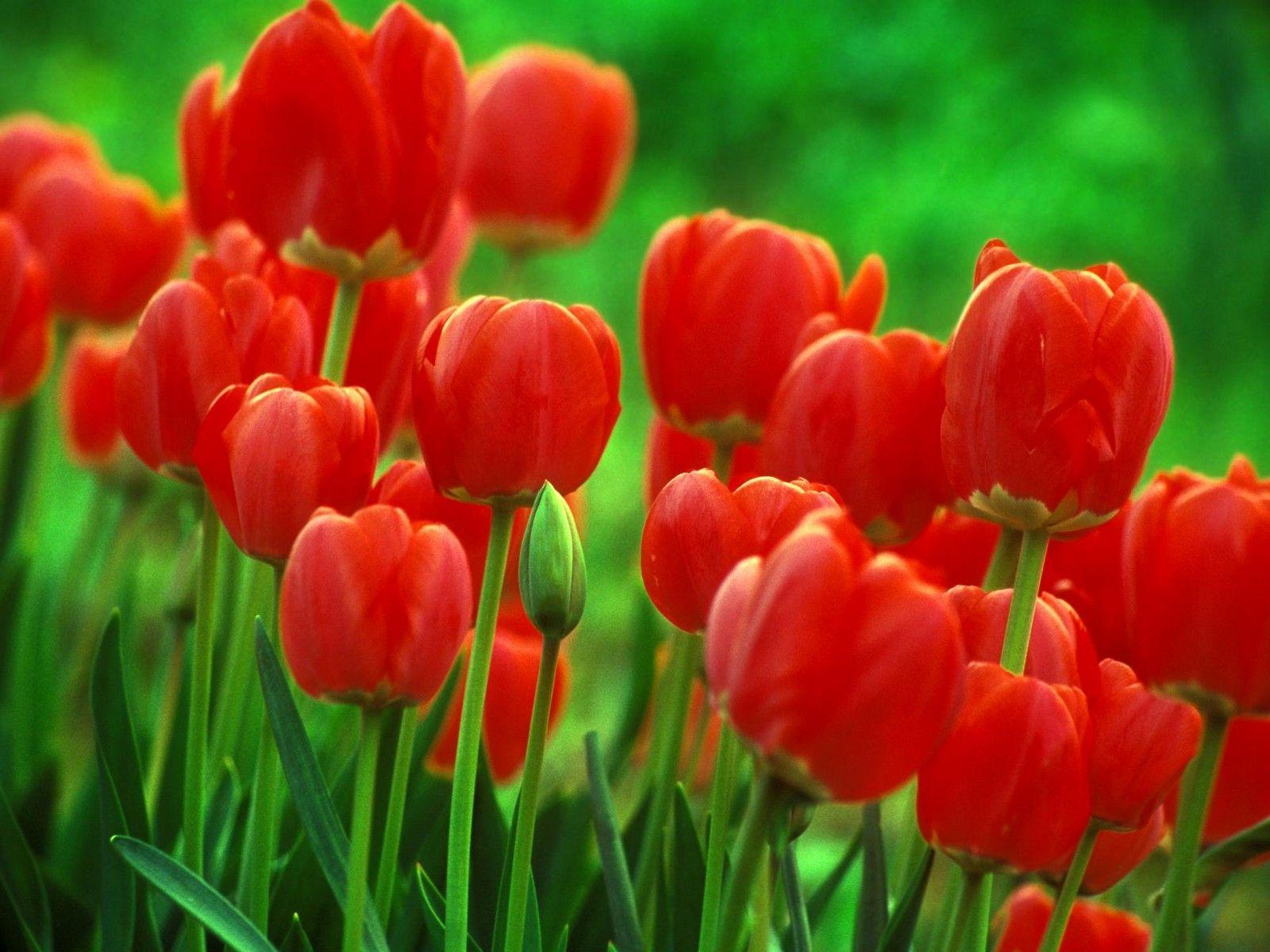 1600x1200 Inspirational Red Tulip Flower Image. Top Collection of different types of flowers in the image HD