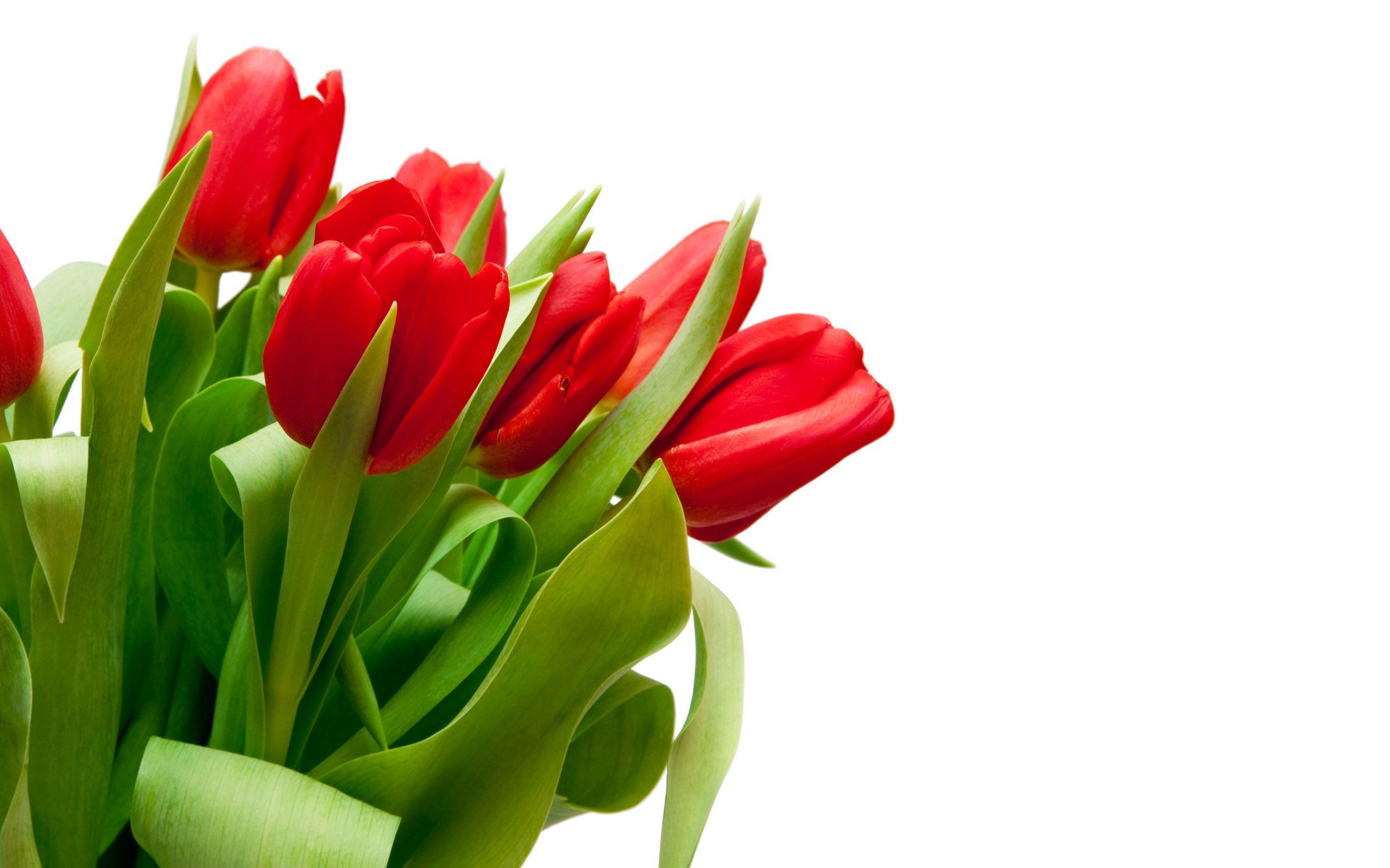 2560x1600 Download Red Tulips Wallpaper 44629 2560x1600 px High Definition Wallpaper