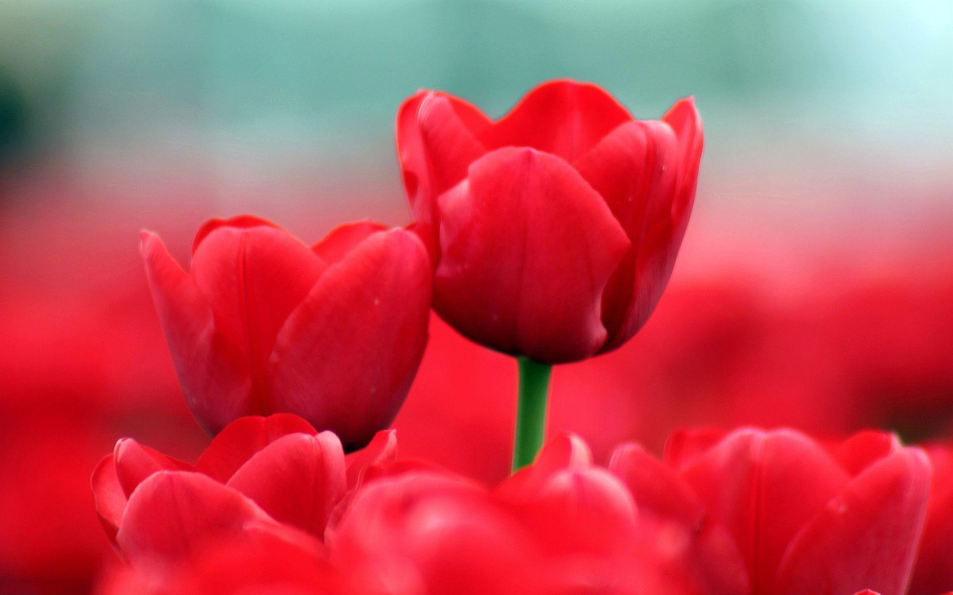 1920x1200 Red Tulip Wallpaper HD