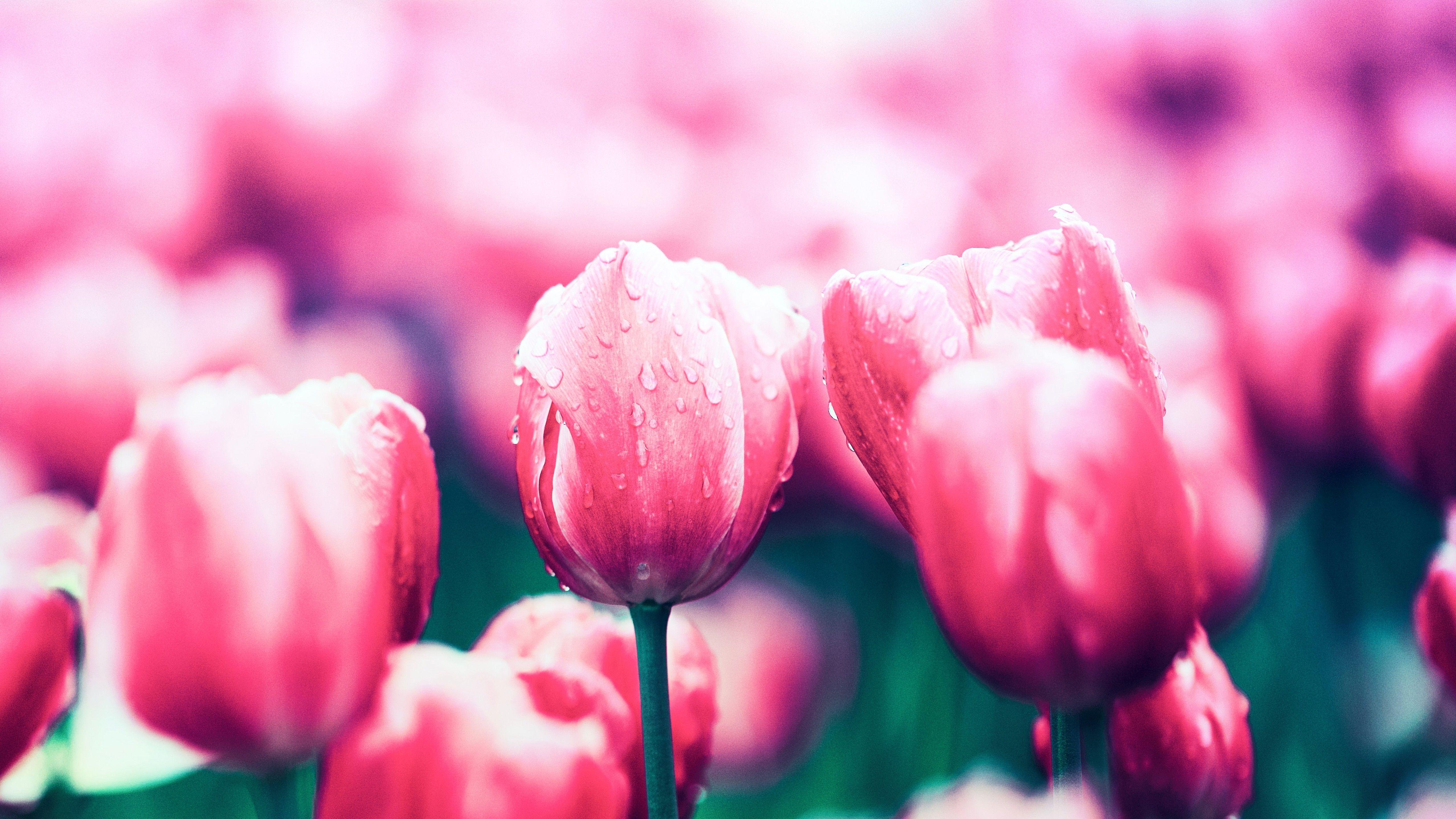 5120x2880 Red Tulips 4K Wallpaper, Bloom, Spring, Blossom, Tulip flowers, 5K, Flowers
