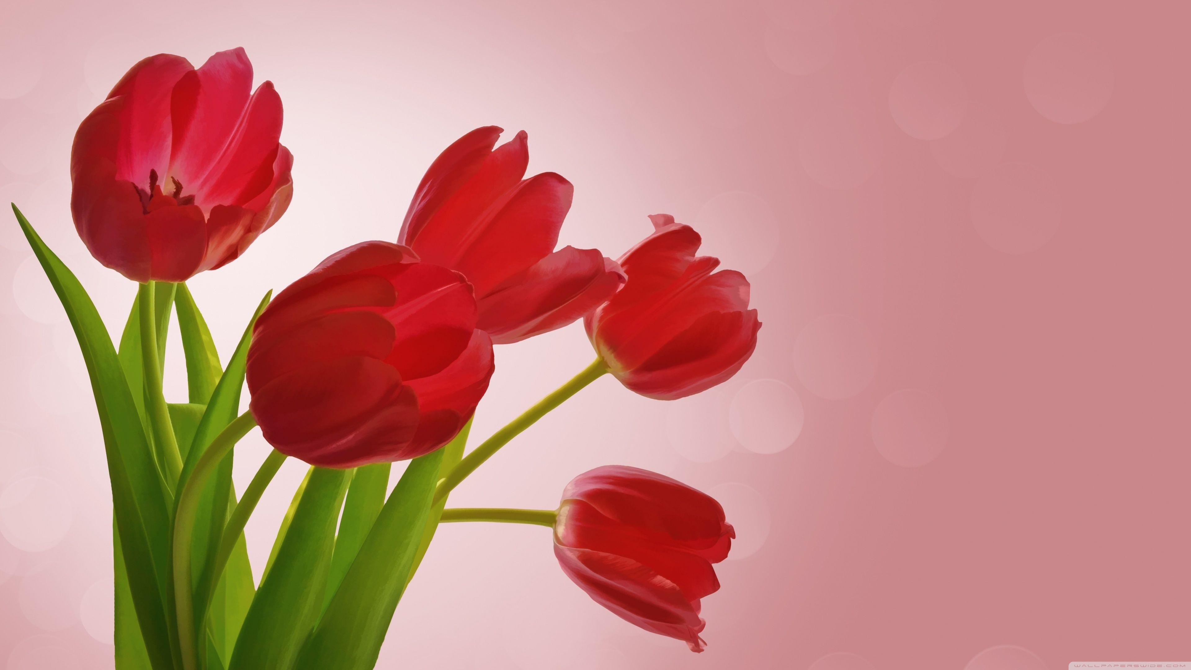 3840x2160 Red Tulips Ultra HD Desktop Background Wallpaper for 4K UHD TV : Widescreen & UltraWide Desktop & Laptop : Multi Display, Dual Monitor : Tablet