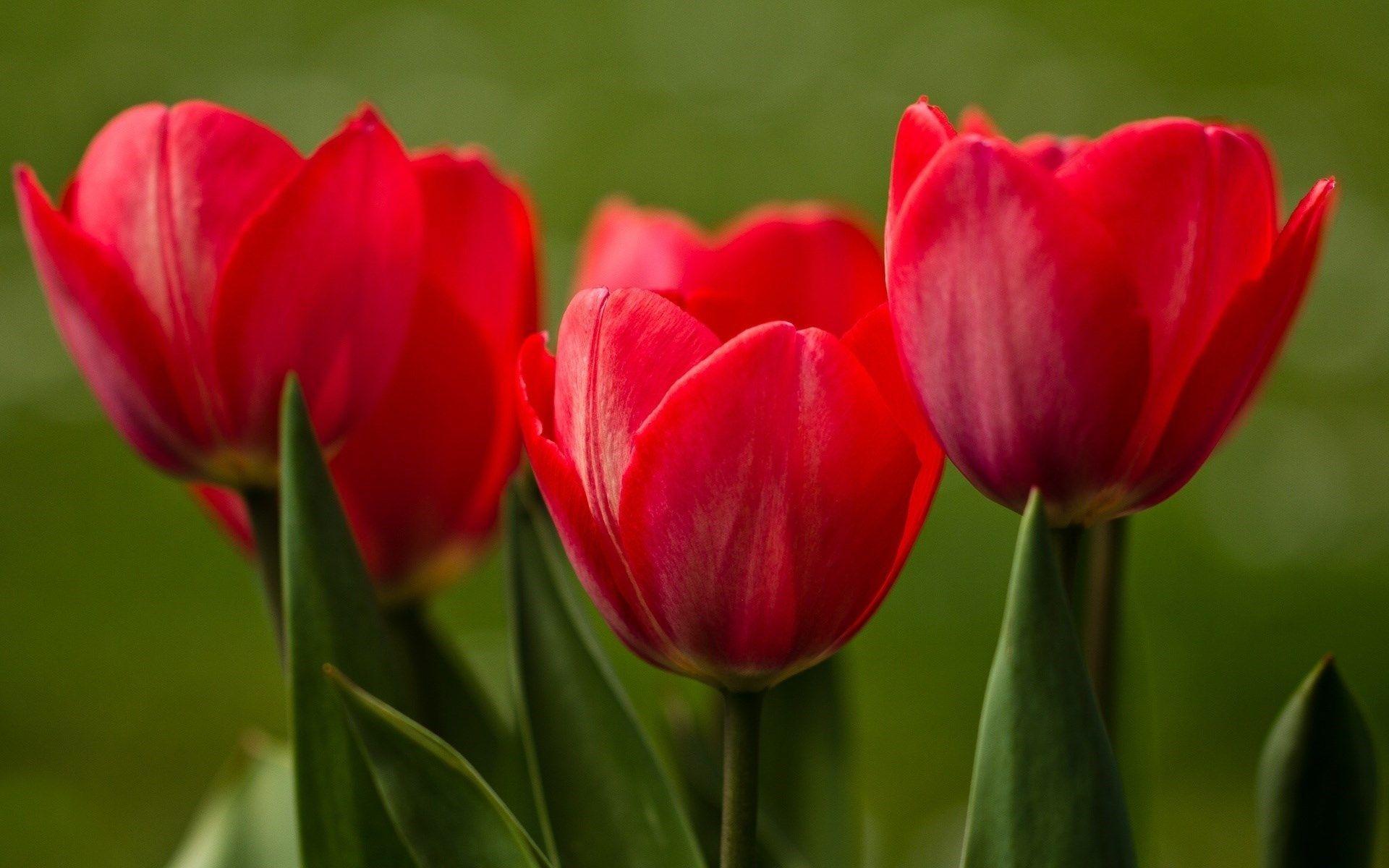 1920x1200 Red Tulip Wallpaper
