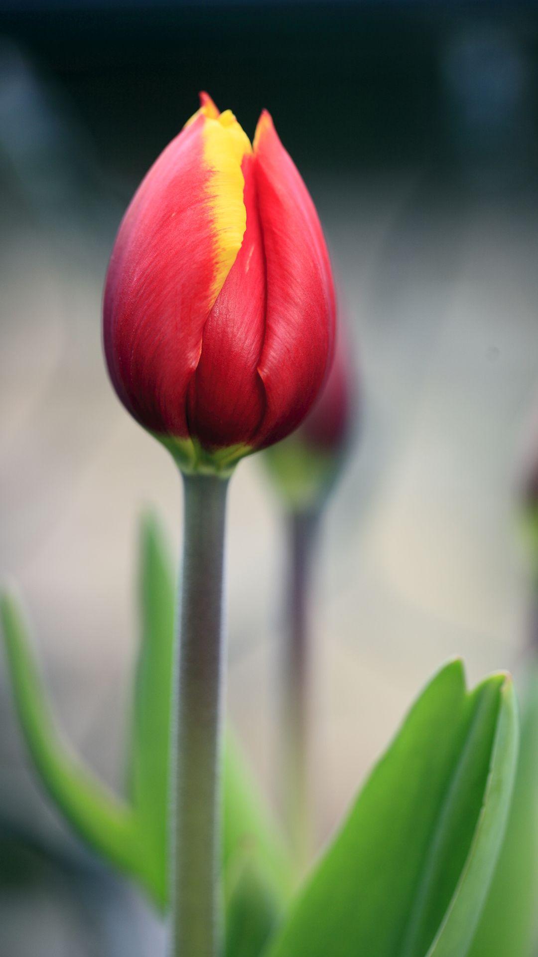 1080x1920 Red tulipK wallpaper, free and easy to download