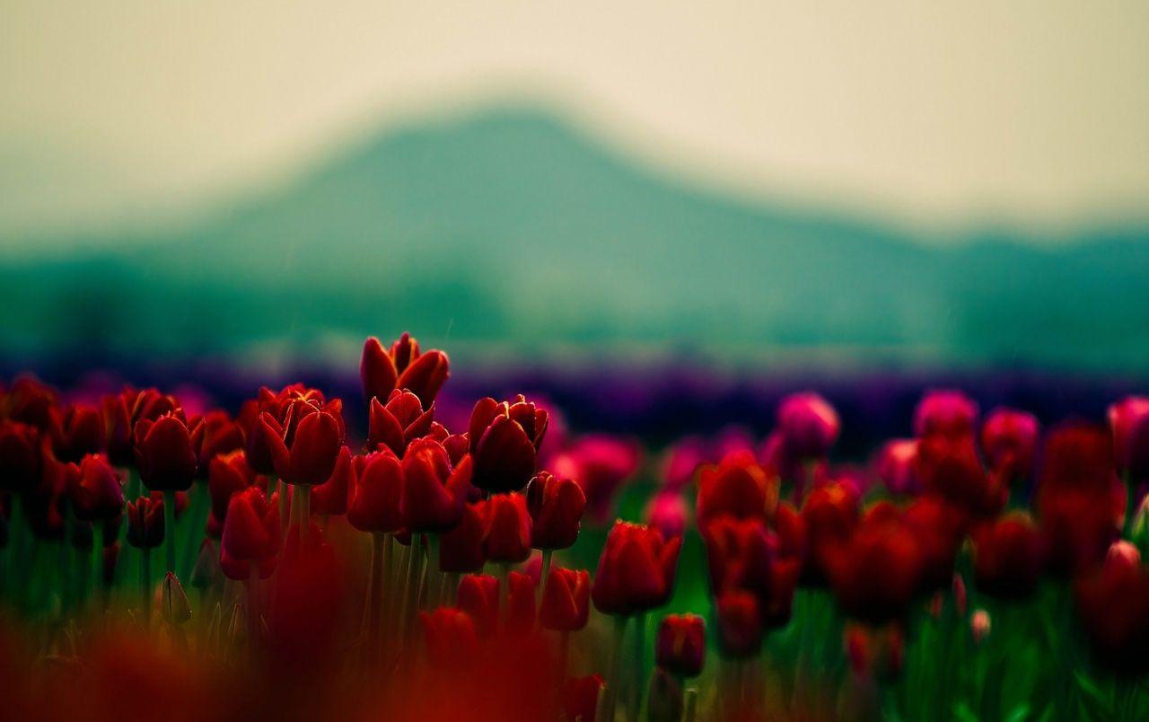 1280x804 Red Tulips Field wallpaper. Red Tulips Field