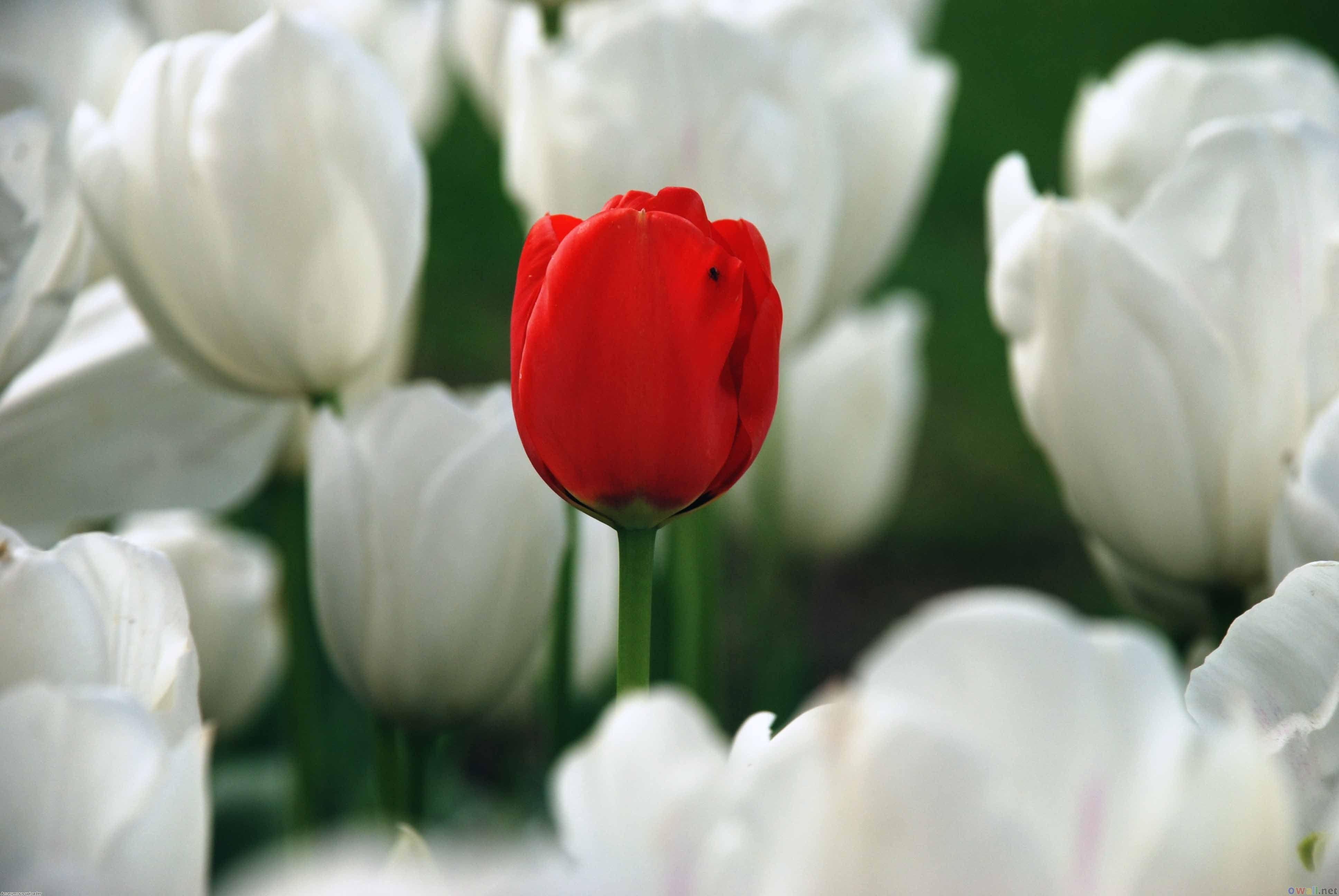3872x2592 Free photo: Red white tulips, Flora, Flowers