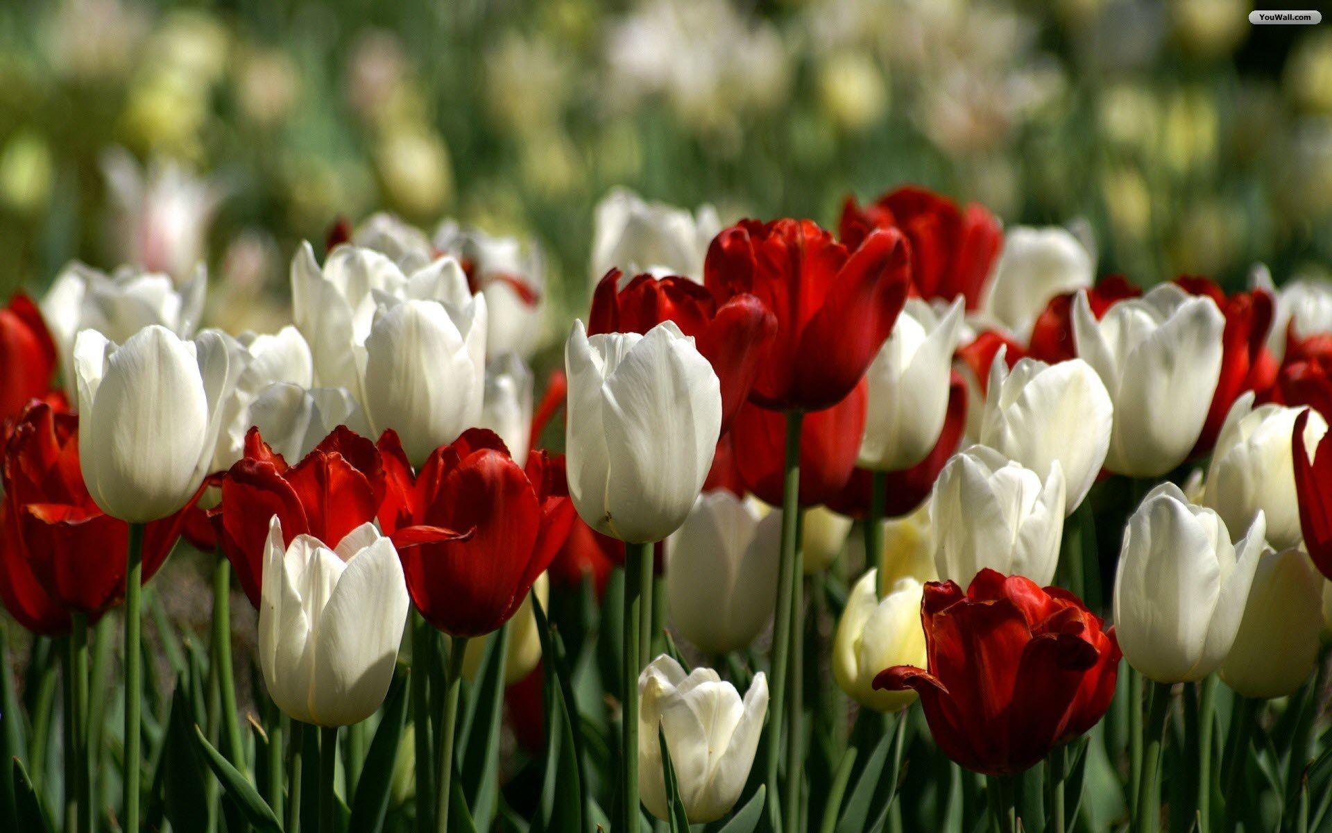 Red Tulip Wallpapers - Top Free Red Tulip Backgrounds - WallpaperAccess