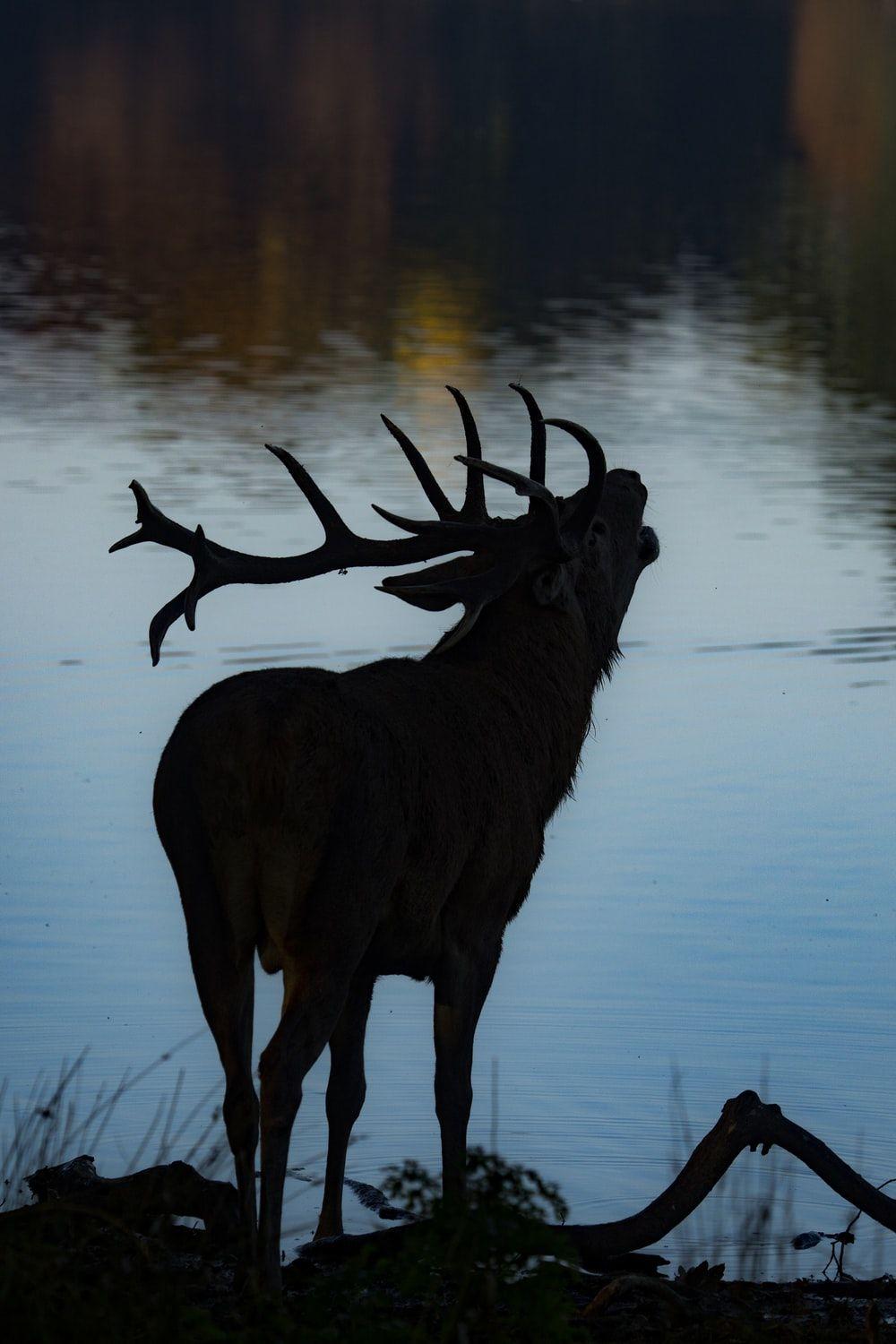 1000x1500 Elk Picture [HQ]. Download Free Image