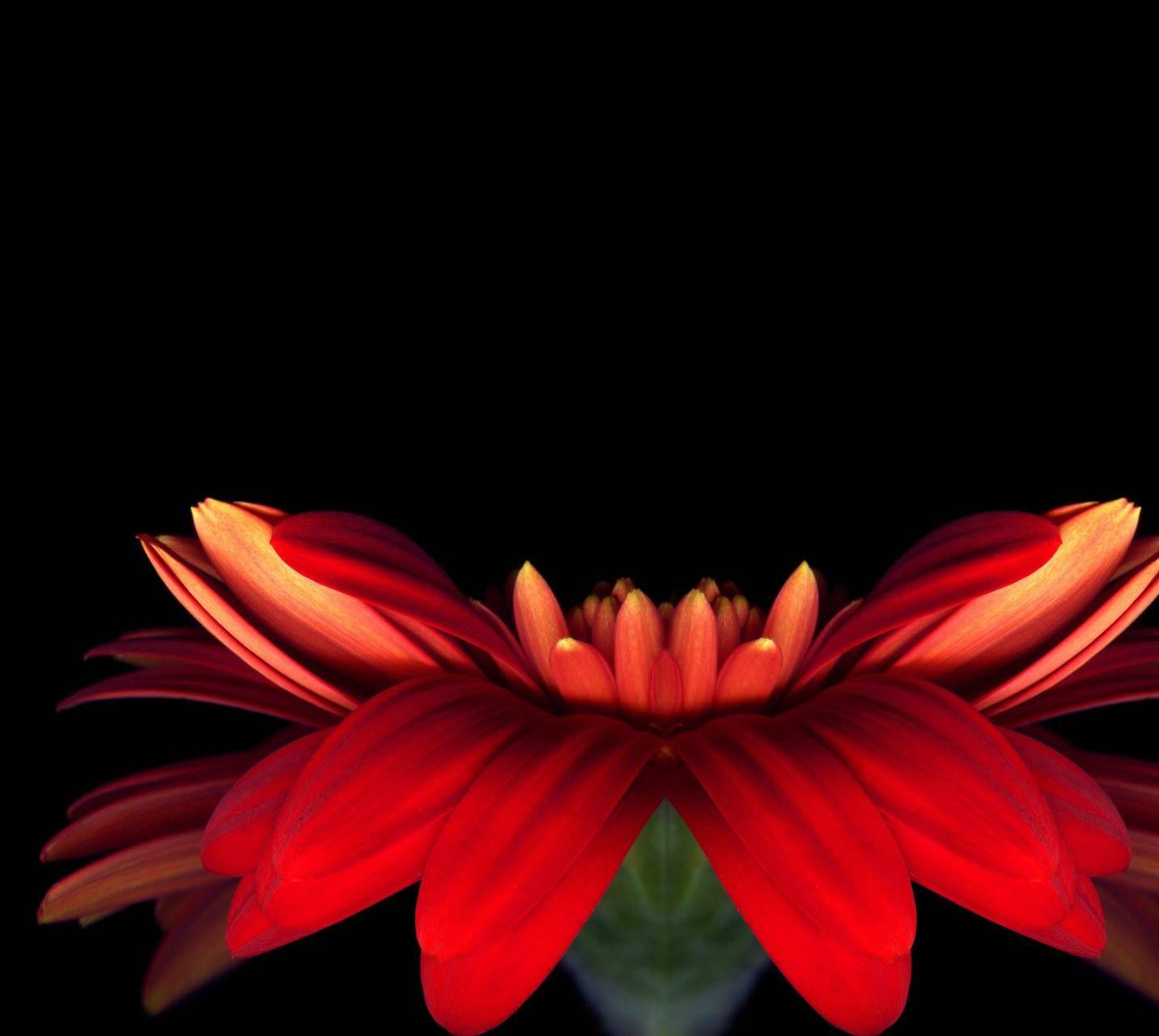1432x1280 LG G5 wallpaper wallpaper