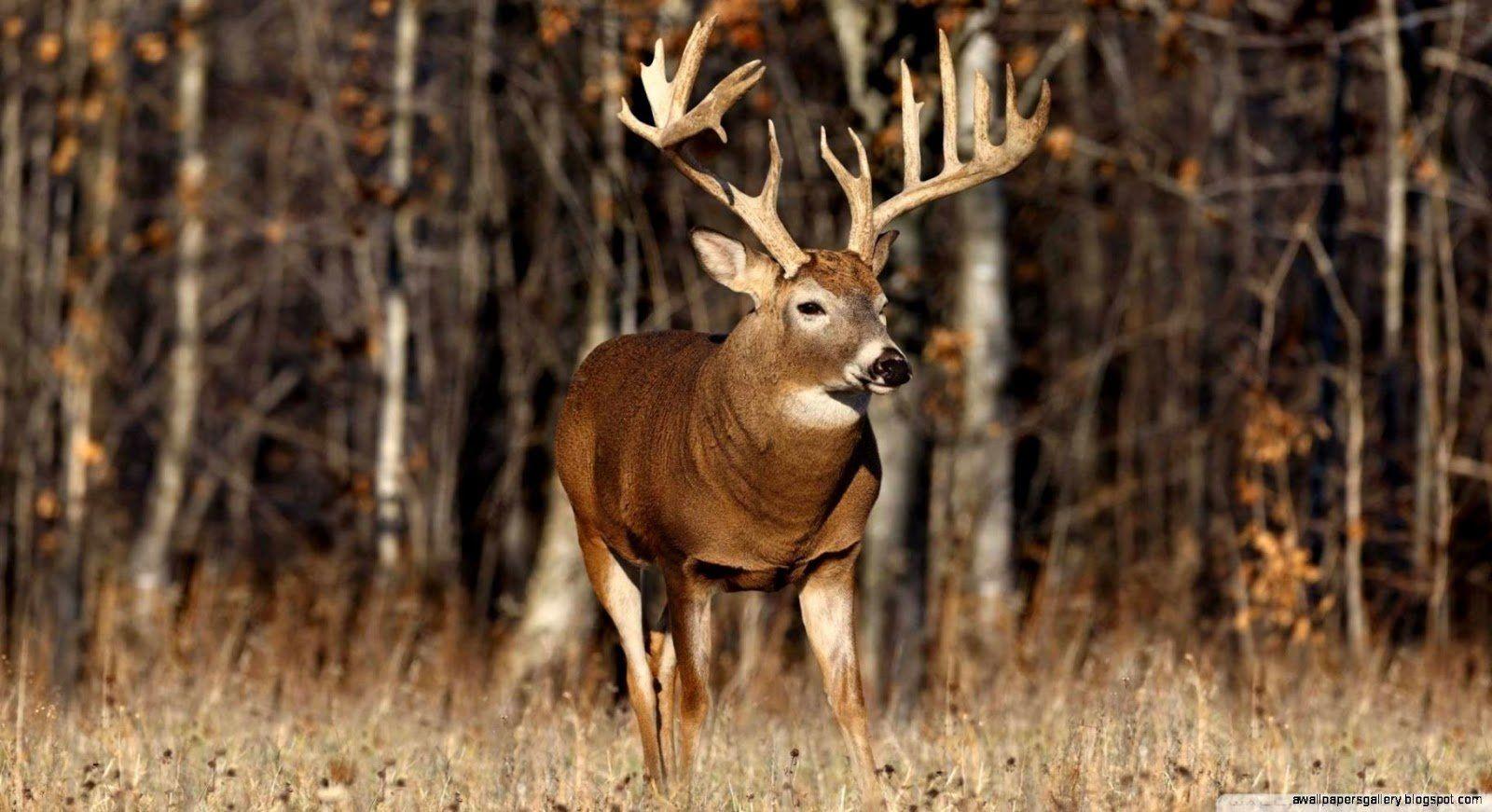 1600x871 Whitetail Deer Wallpaper