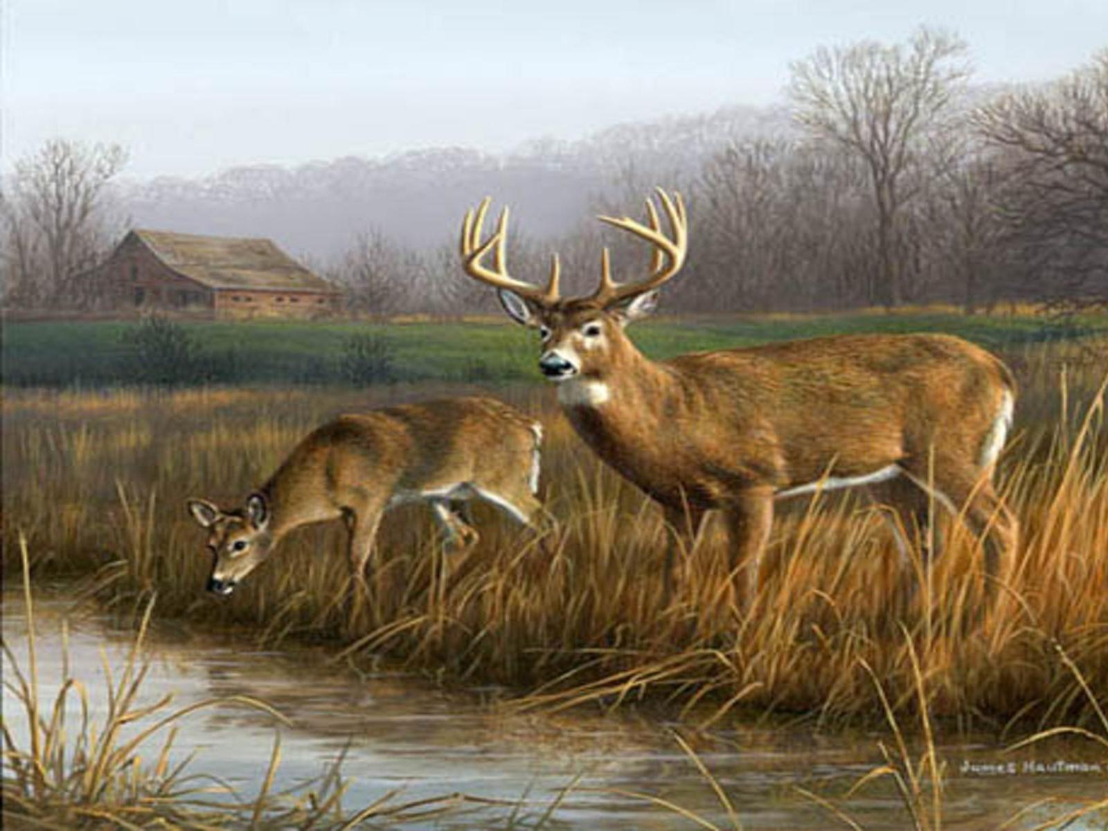 1600x1200 HD Deer Wallpaper