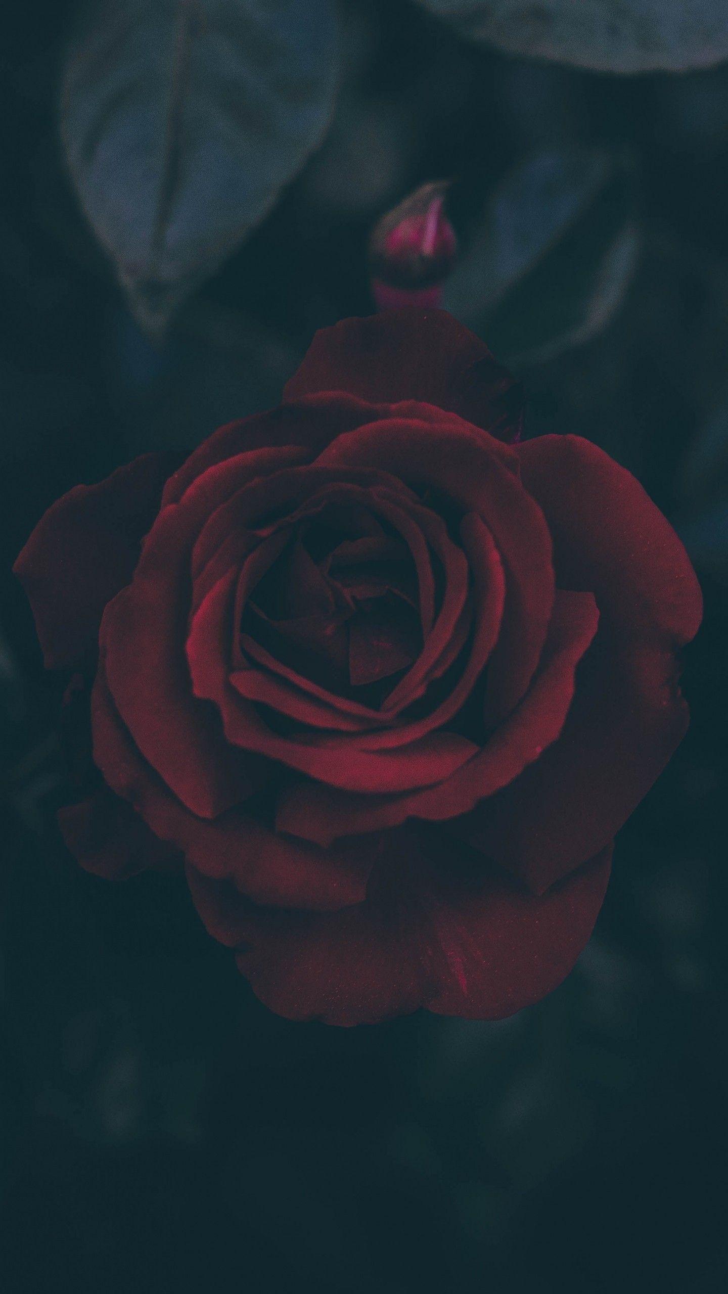1440x2560 Lg G5 Se Wallpaper Data Src Best Wallpaper For Lg Wallpaper Honor