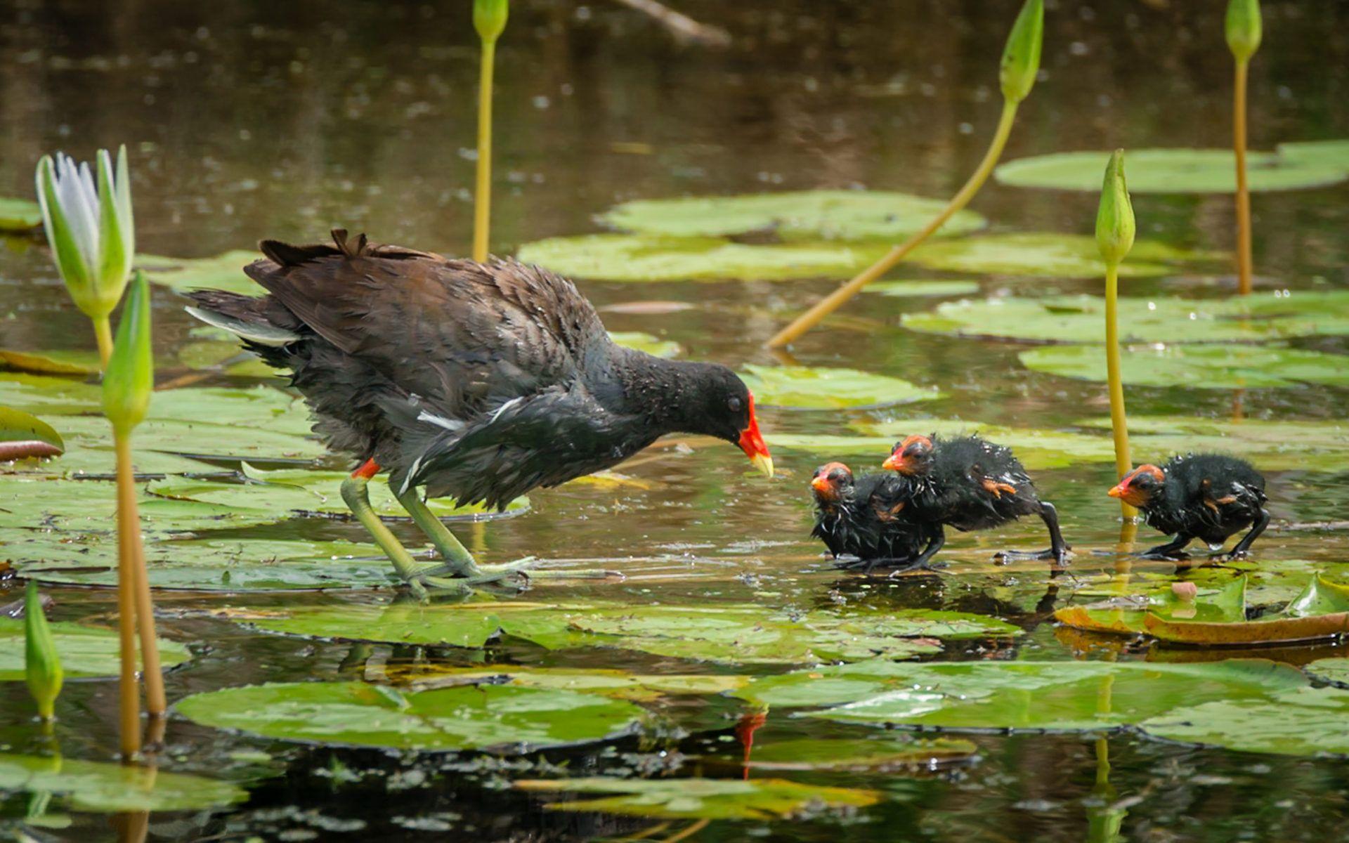 1920x1200 Bird Common Gallinule In Family Rallidae Anahuac National Wildlife Refuge On The Texas Coast Desktop HD Wallpaper For Mobile Phones And Computer 3840x2400 :