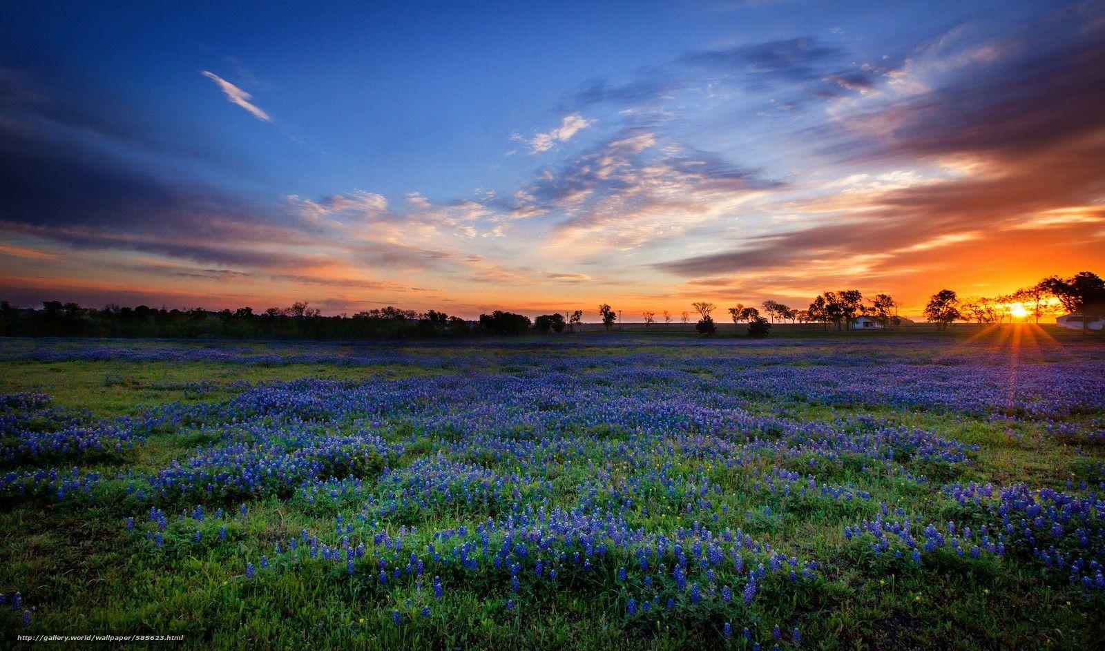 1600x943 1600x943 texas bluebonnets windows wallpaper