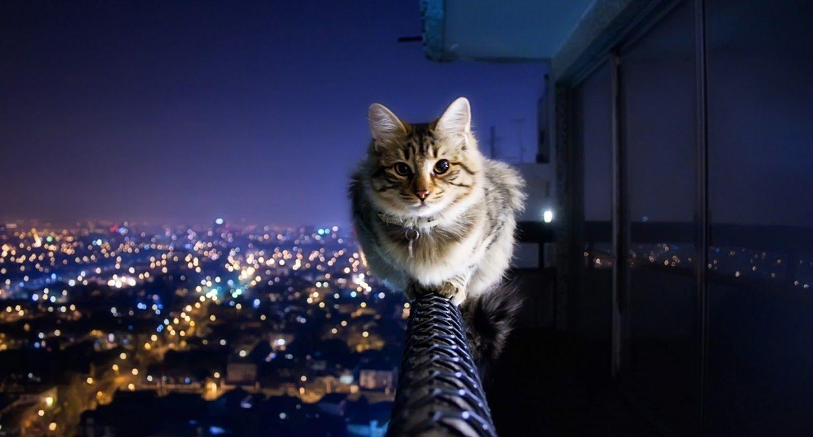1600x861 Cat Aesthetic Wallpaper